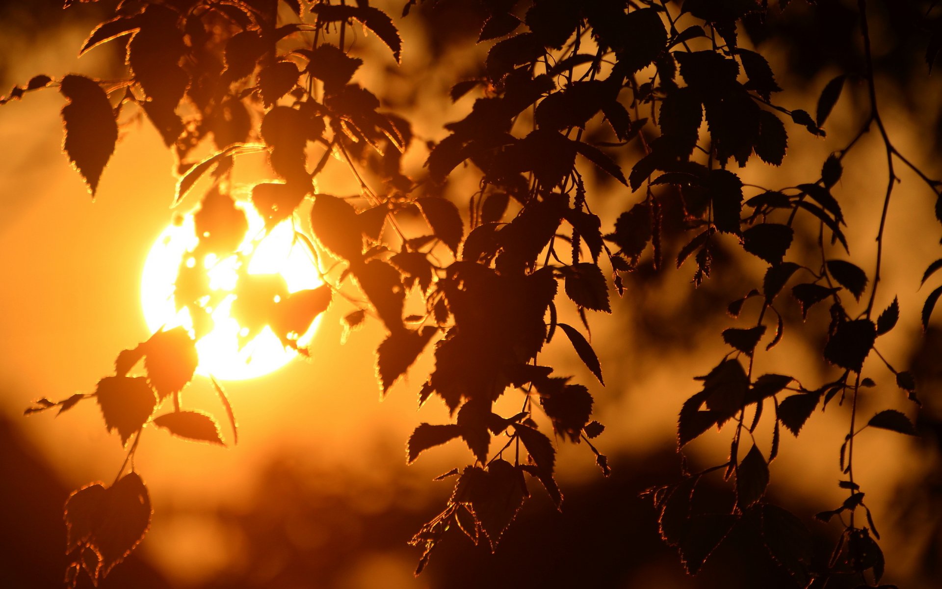 coucher de soleil branches lumière gros plan