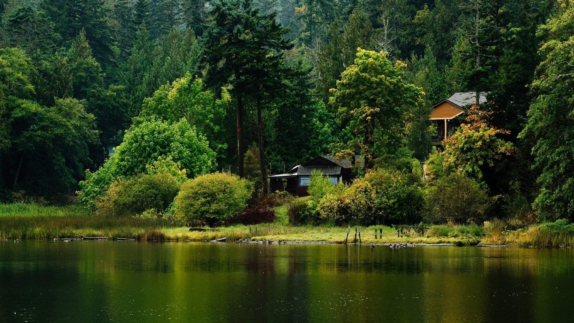 naturaleza río orilla vegetación árboles