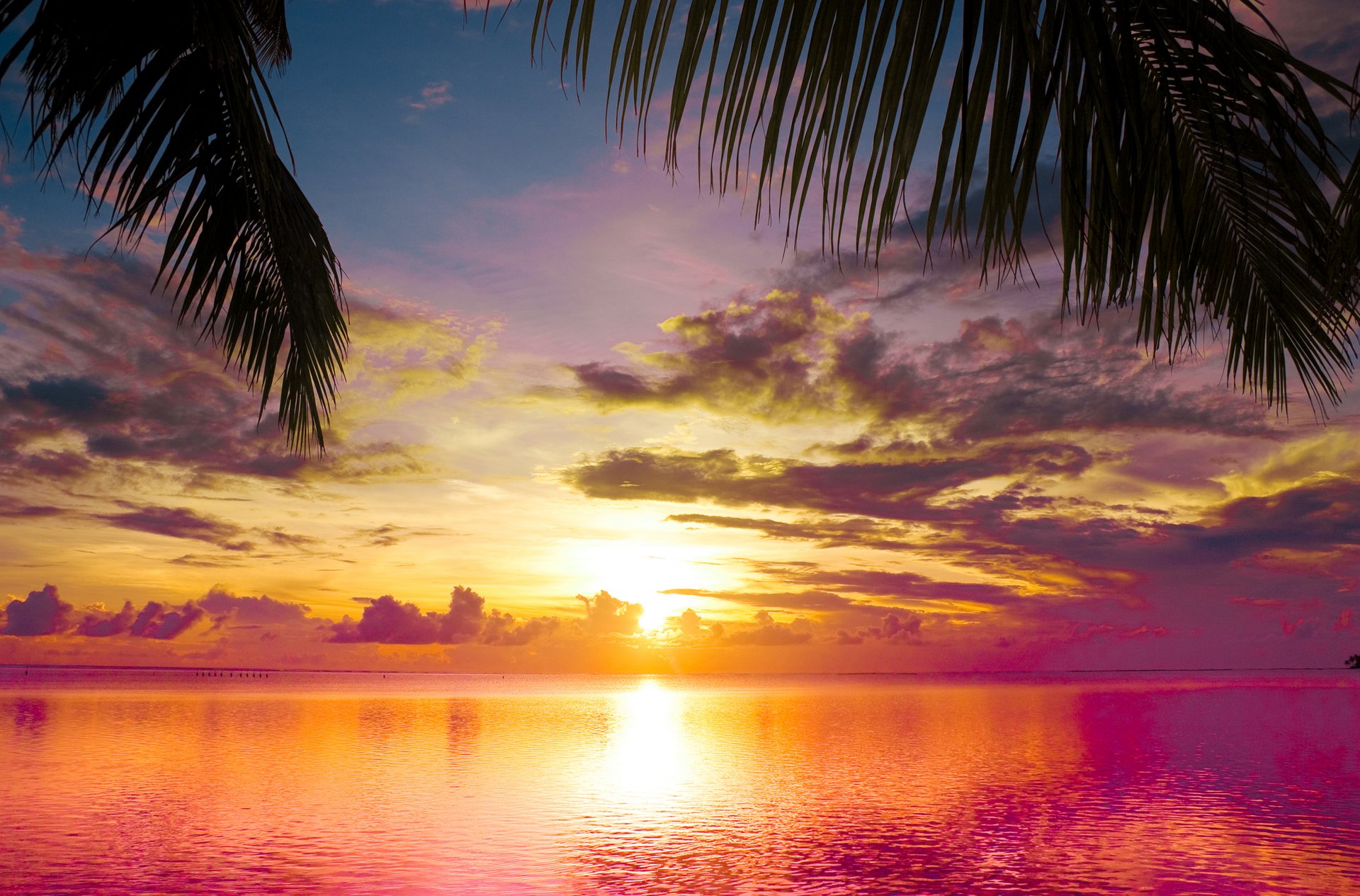 tramonto tra le palme mare natura paesaggio acqua cielo nuvole scena tramonto tra le palme bella scene