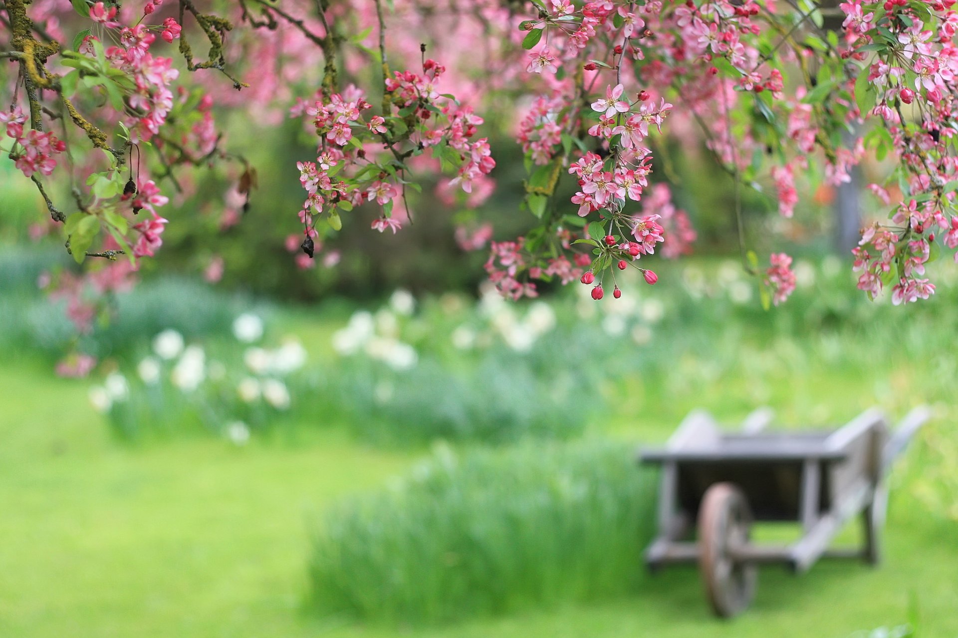 branche fleurs cerise pétales roses charrette flou