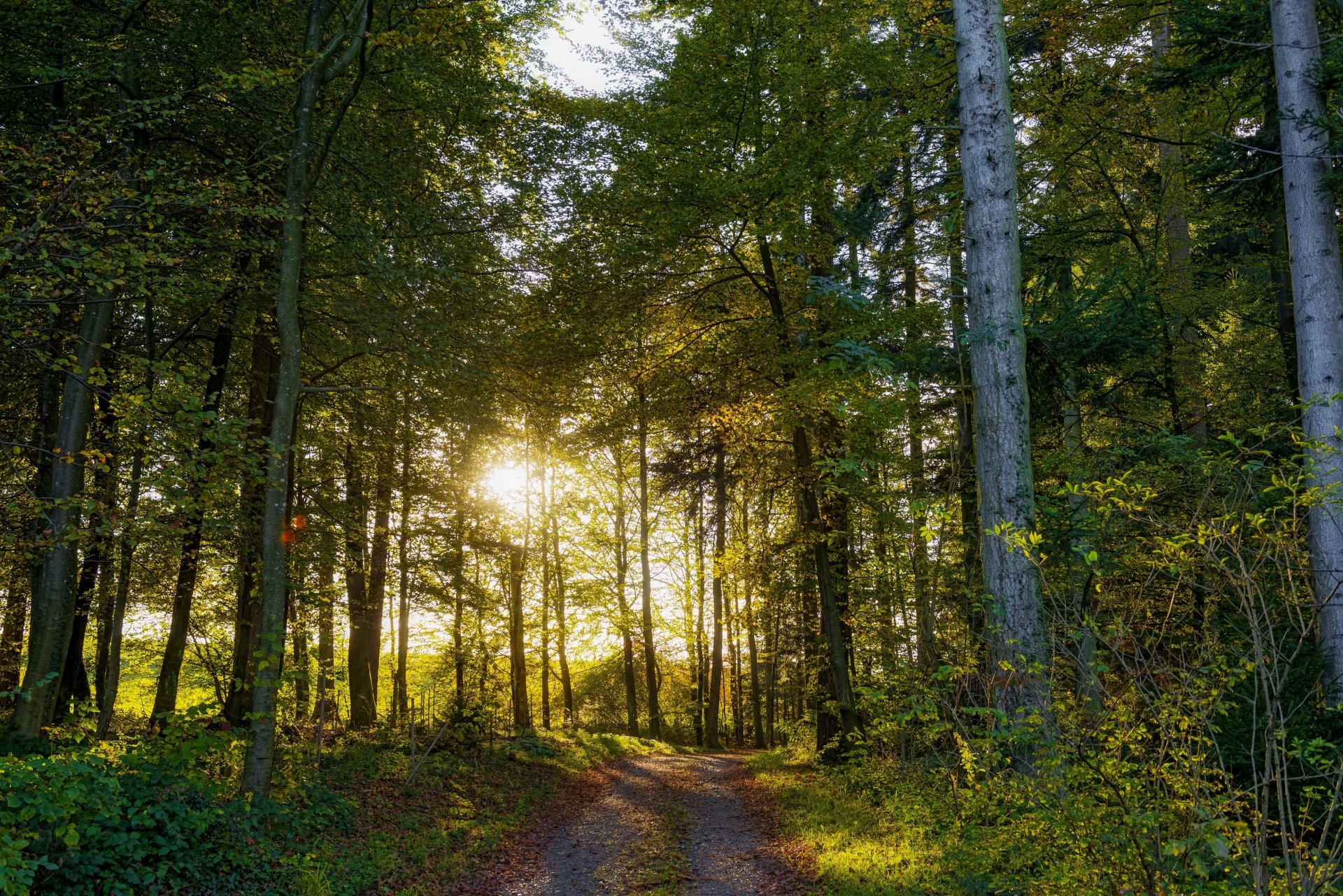 witzerland tree road forest