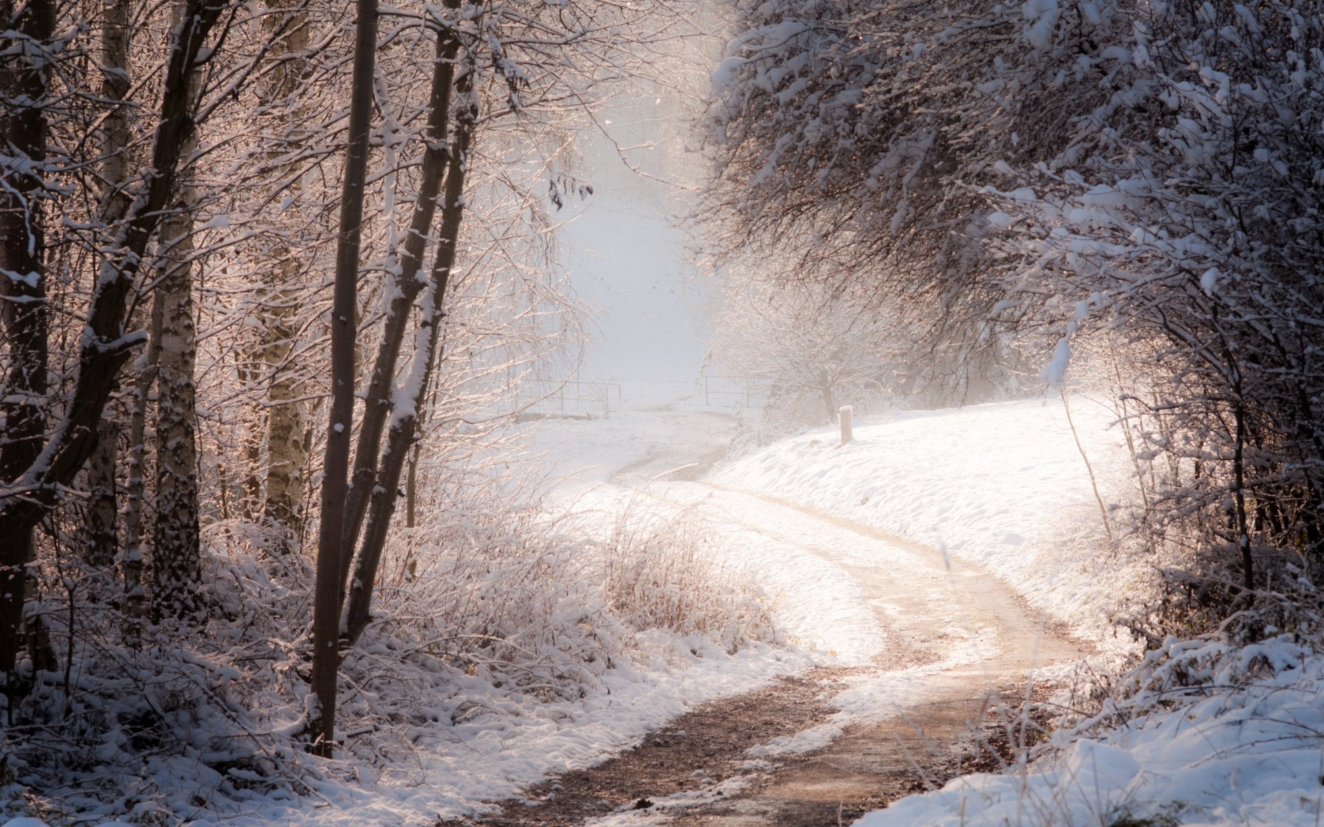 winter wald straße natur