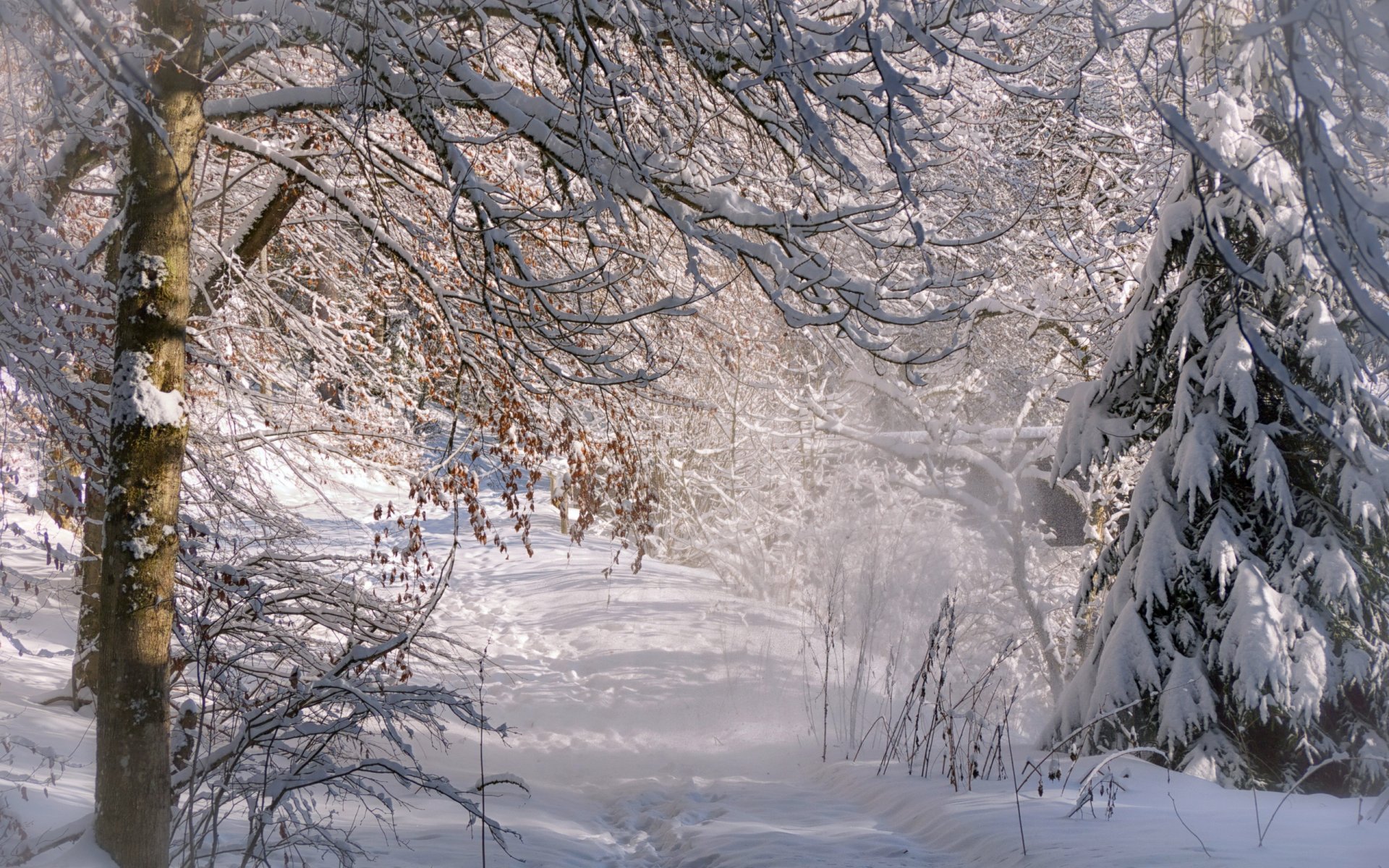 winter forest nature