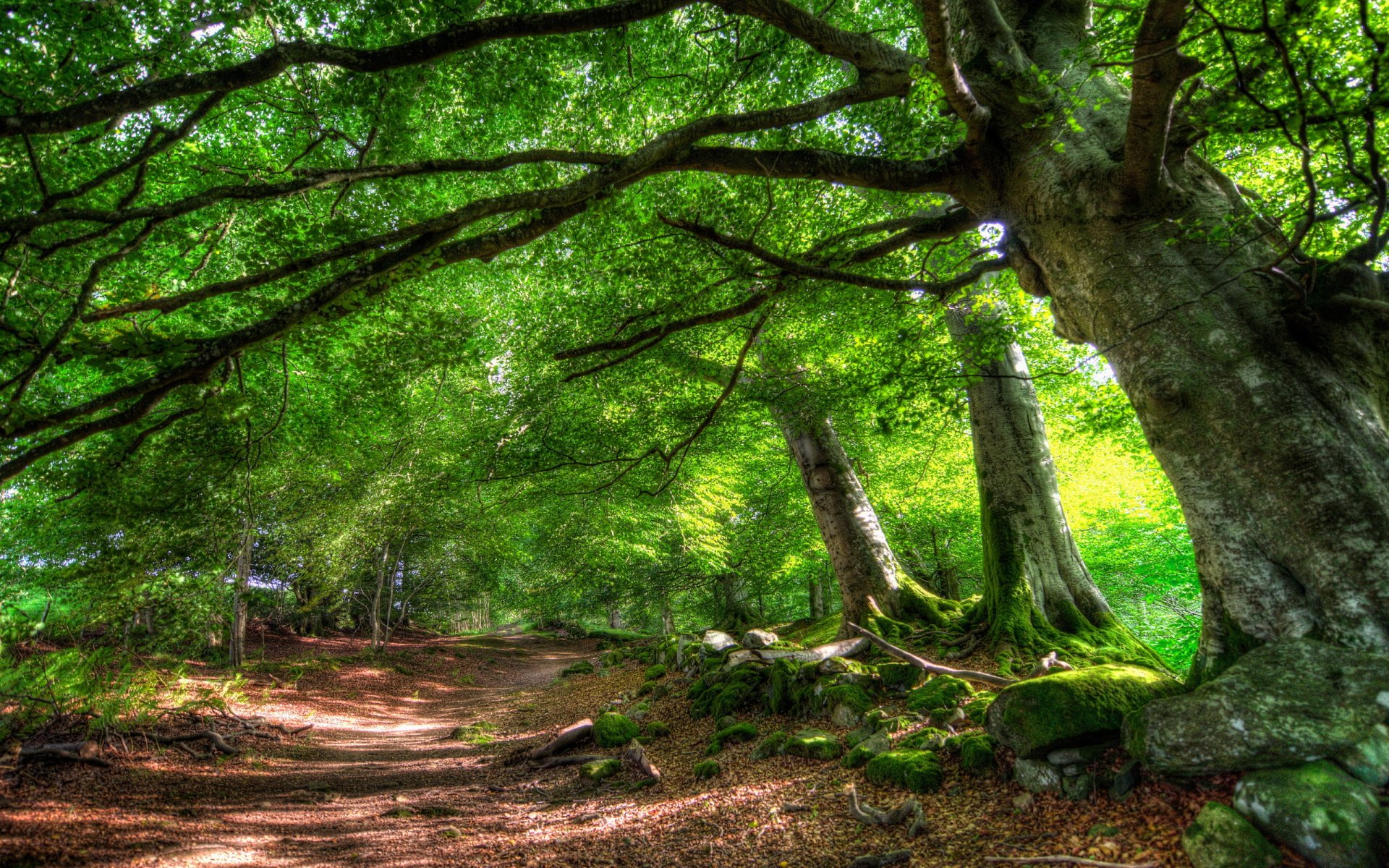 strada alberi estate natura