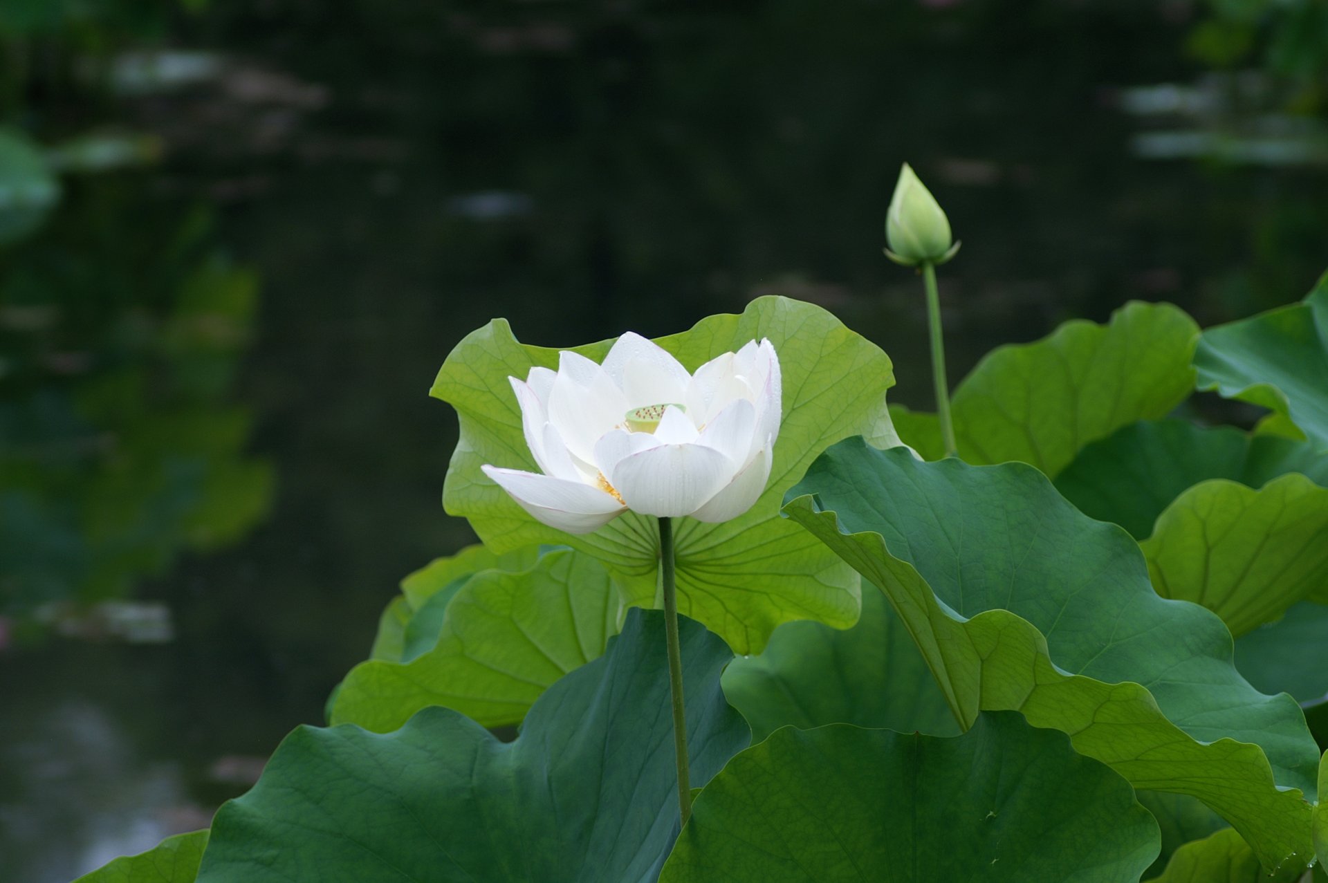 pond lotus white waterlily water lily leave