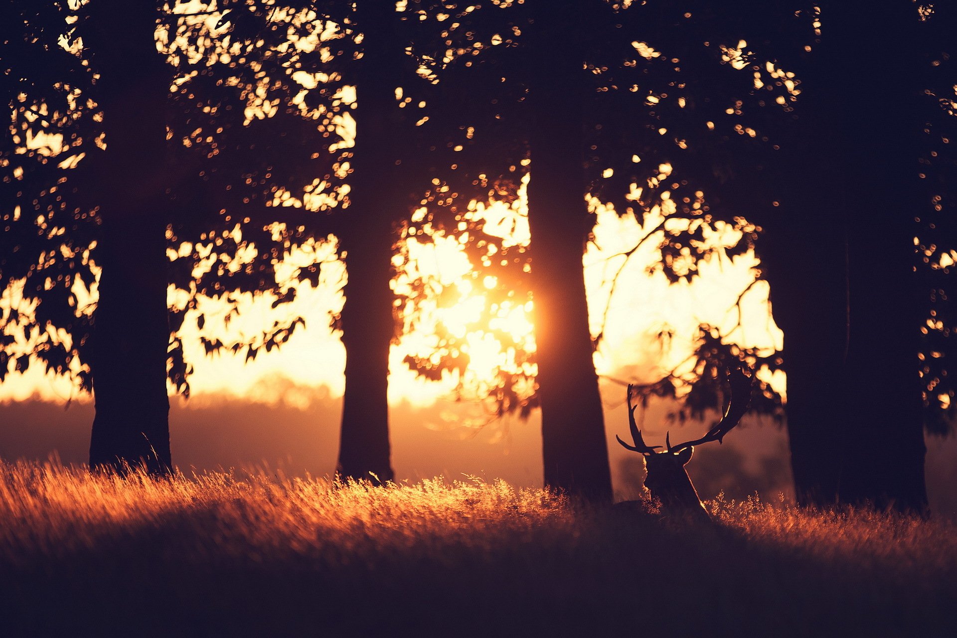 hirsch morgen wald licht landschaft