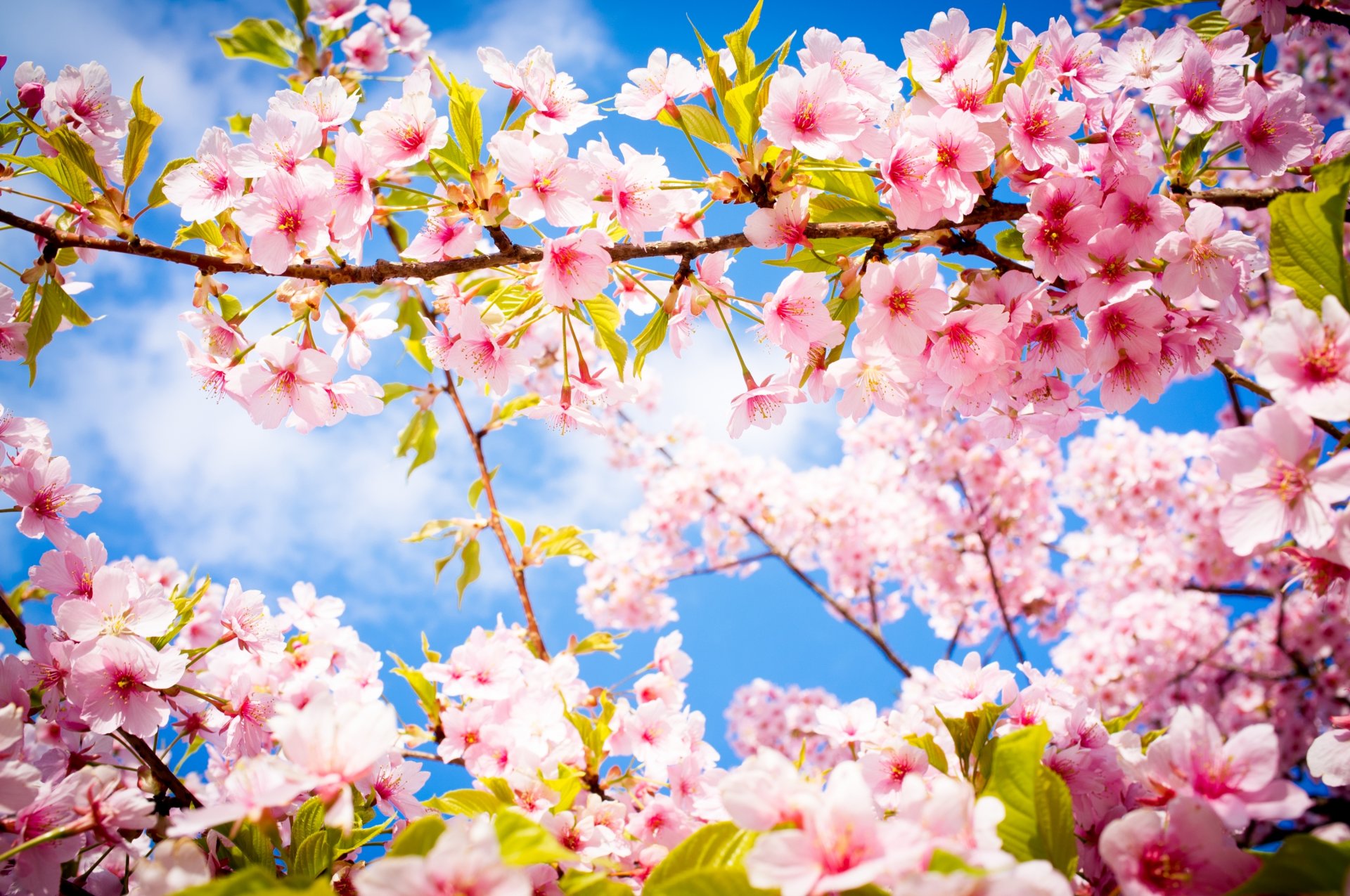 akura bloom flower branch spring