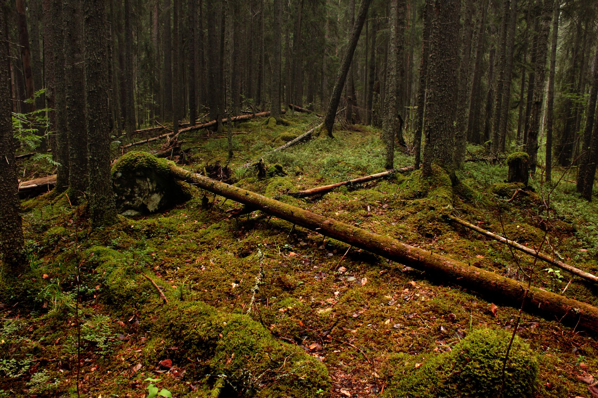 foresta foglie alberi muschio