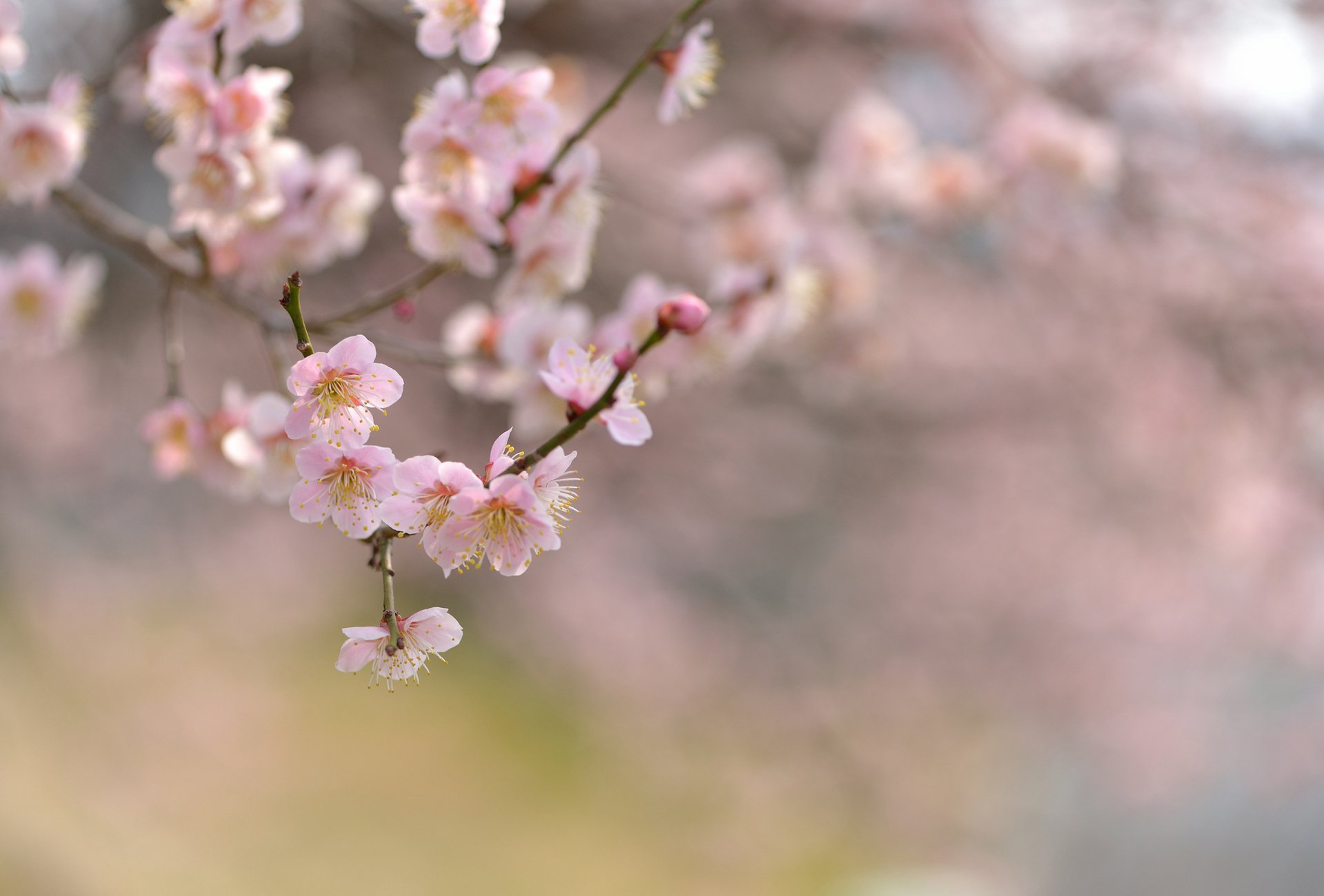 nature tree bloom flower cherry branch focus spring