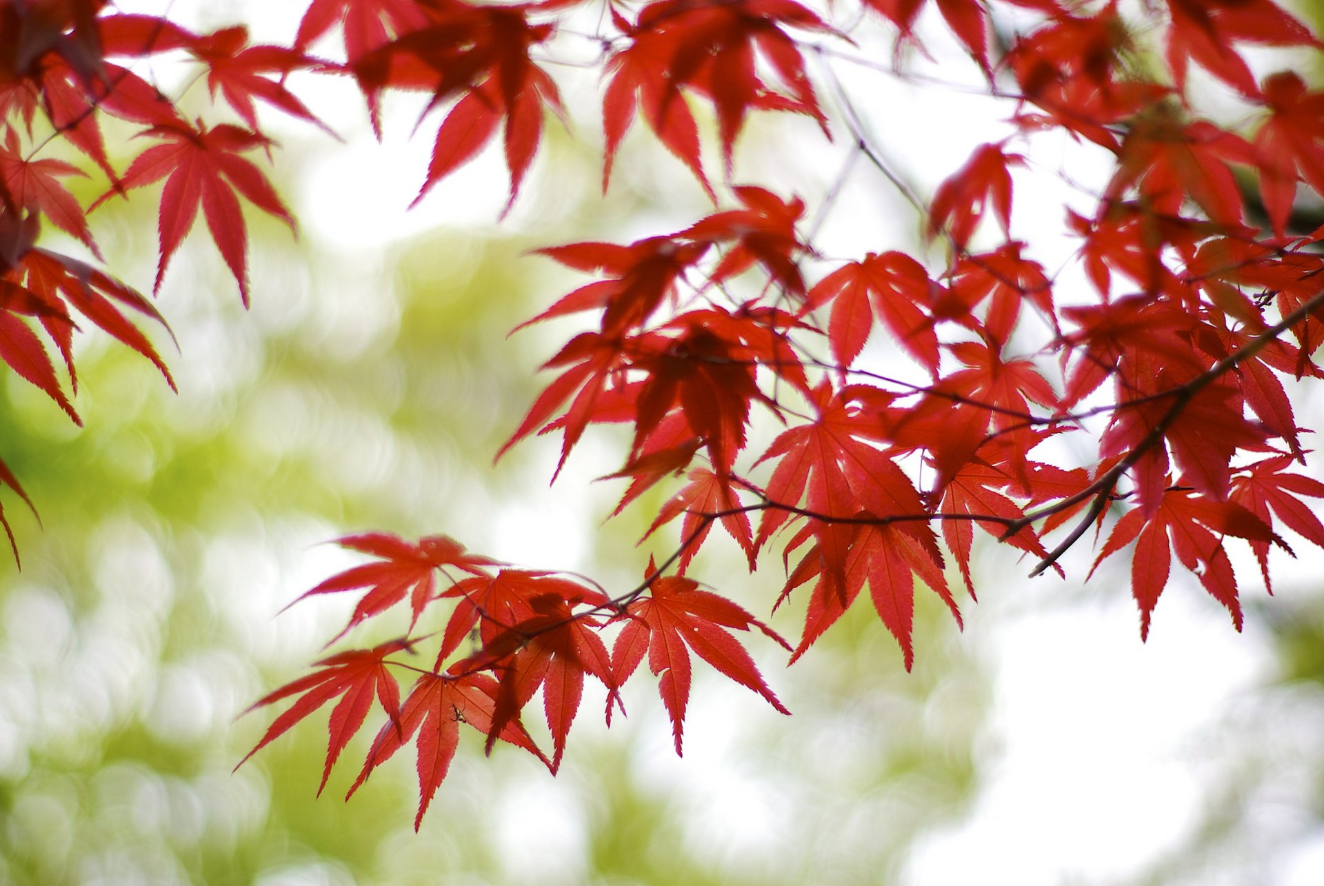 japan osaka baum zweige ahorn rot blätter unschärfe bokeh blendung