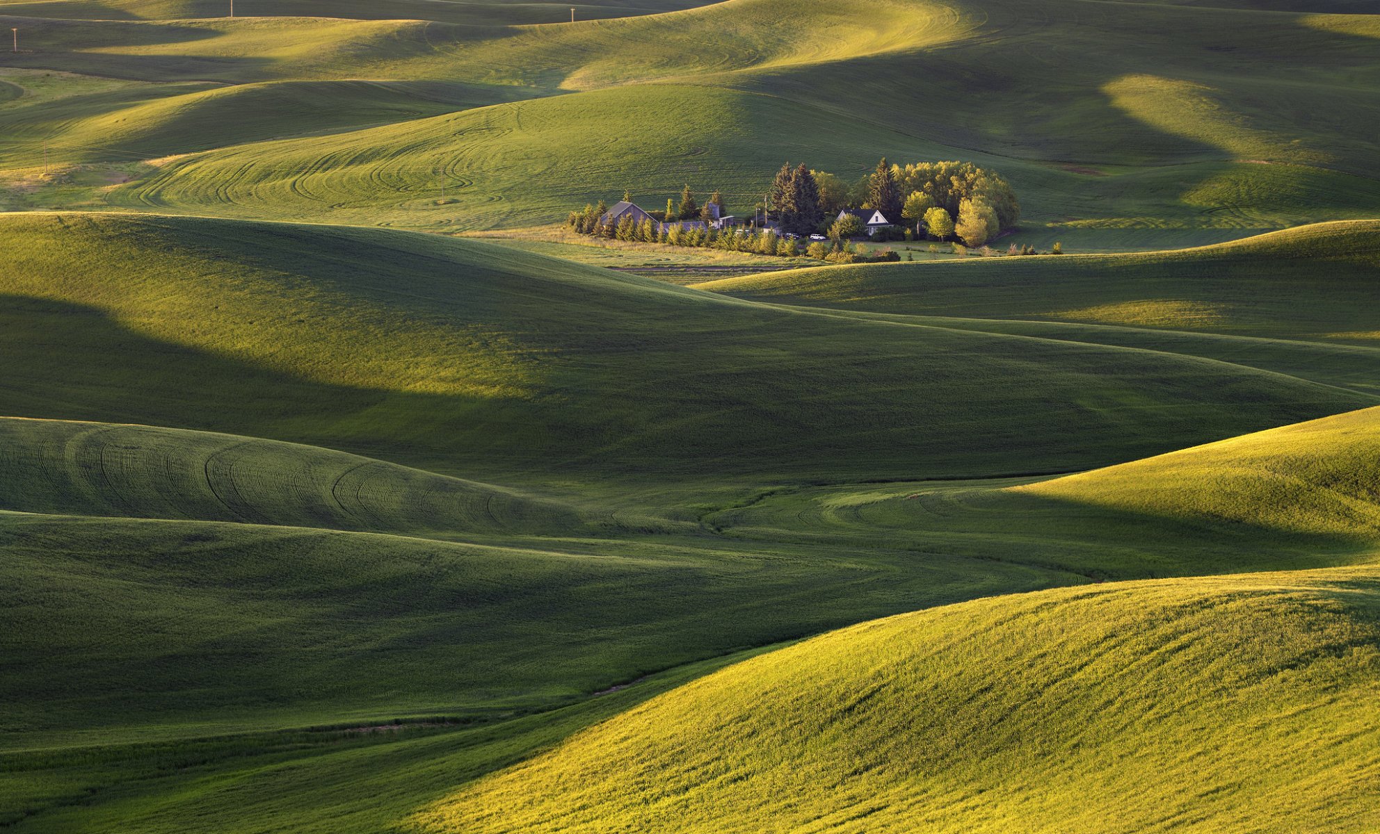 stati uniti stato di washington mattina campo tappeto erba alberi colline