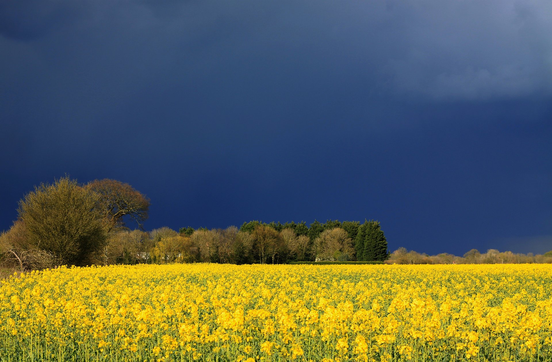 champ fleurs jaune nuages ciel