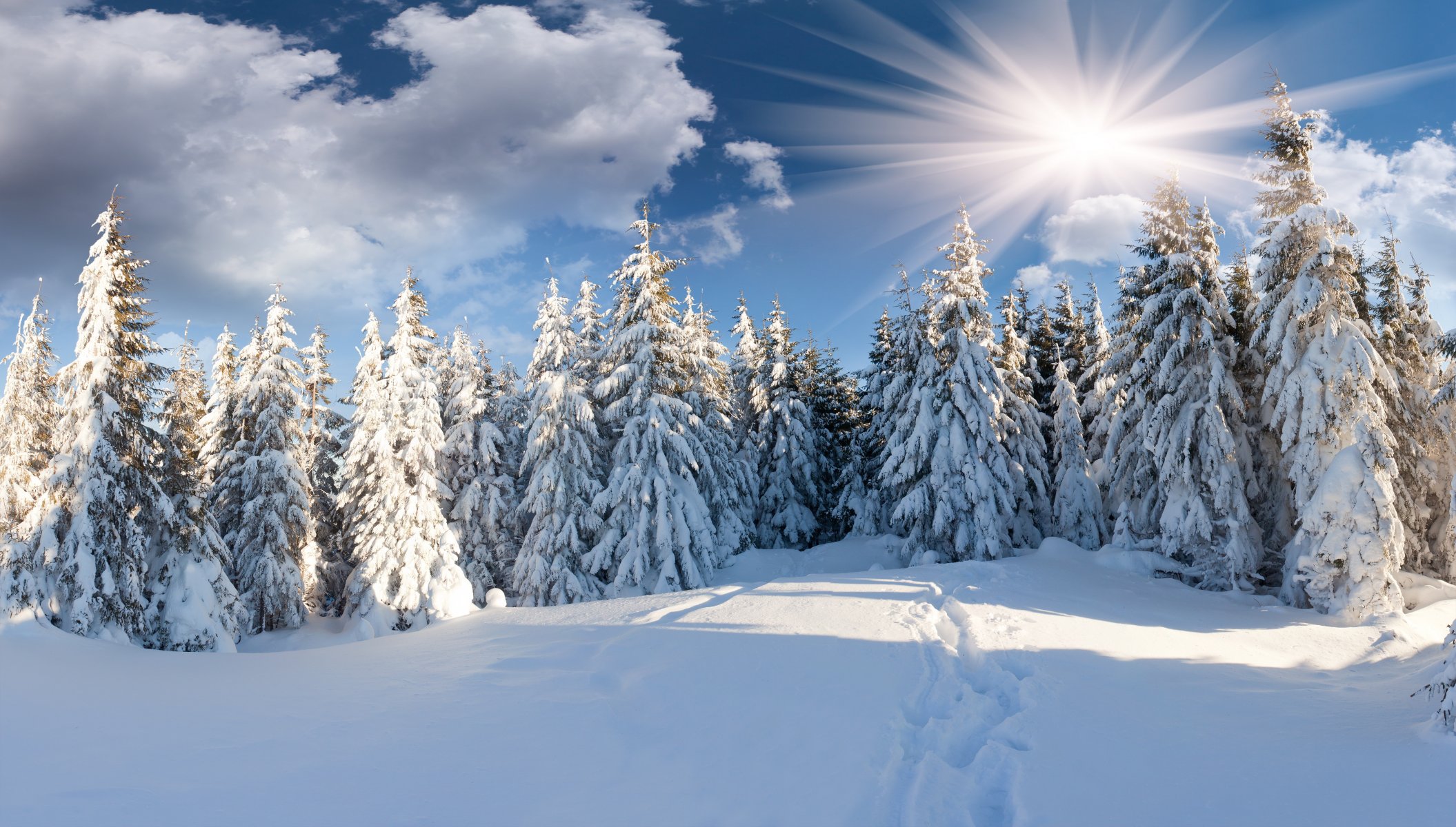 winter forest snow path sun cloud