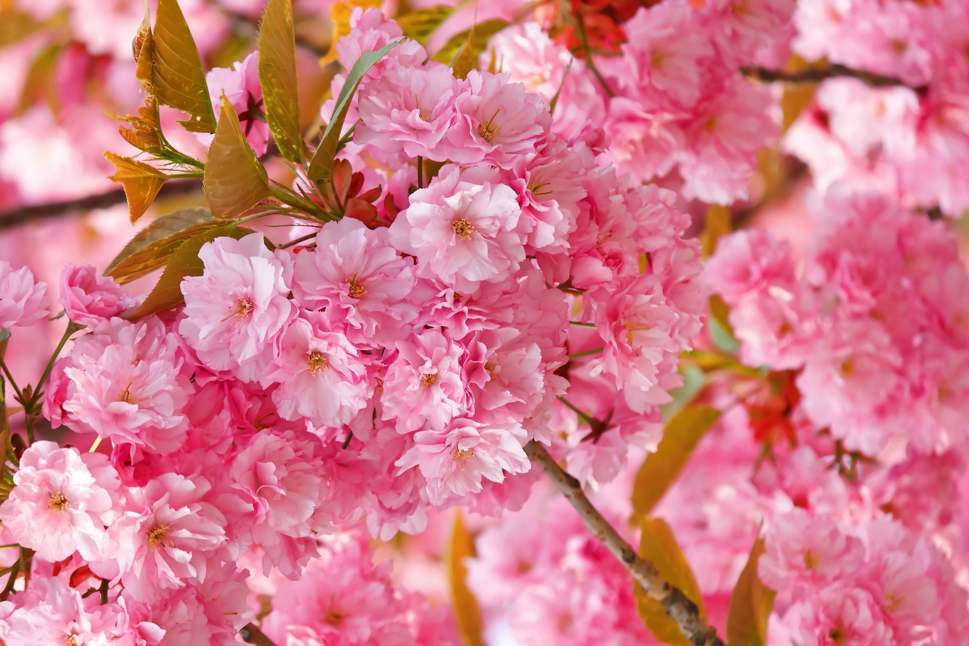 wiosna kwiaty różowe sakura