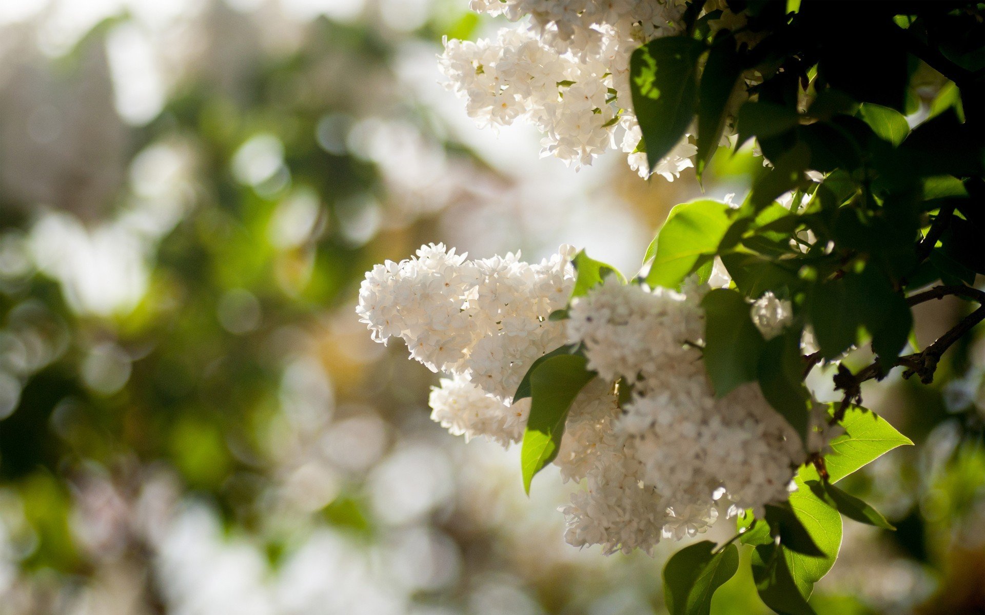 lilla bianco cespuglio sole primavera