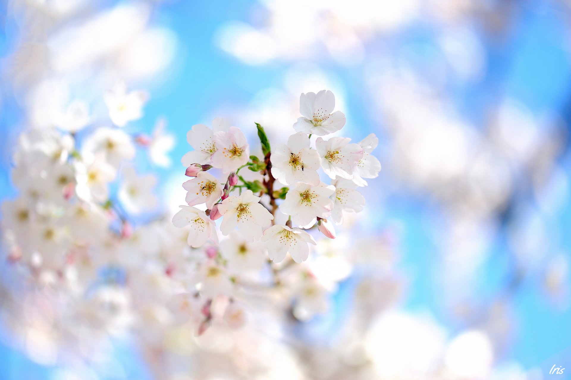 primavera albero fioritura fiori frutta ramo messa a fuoco