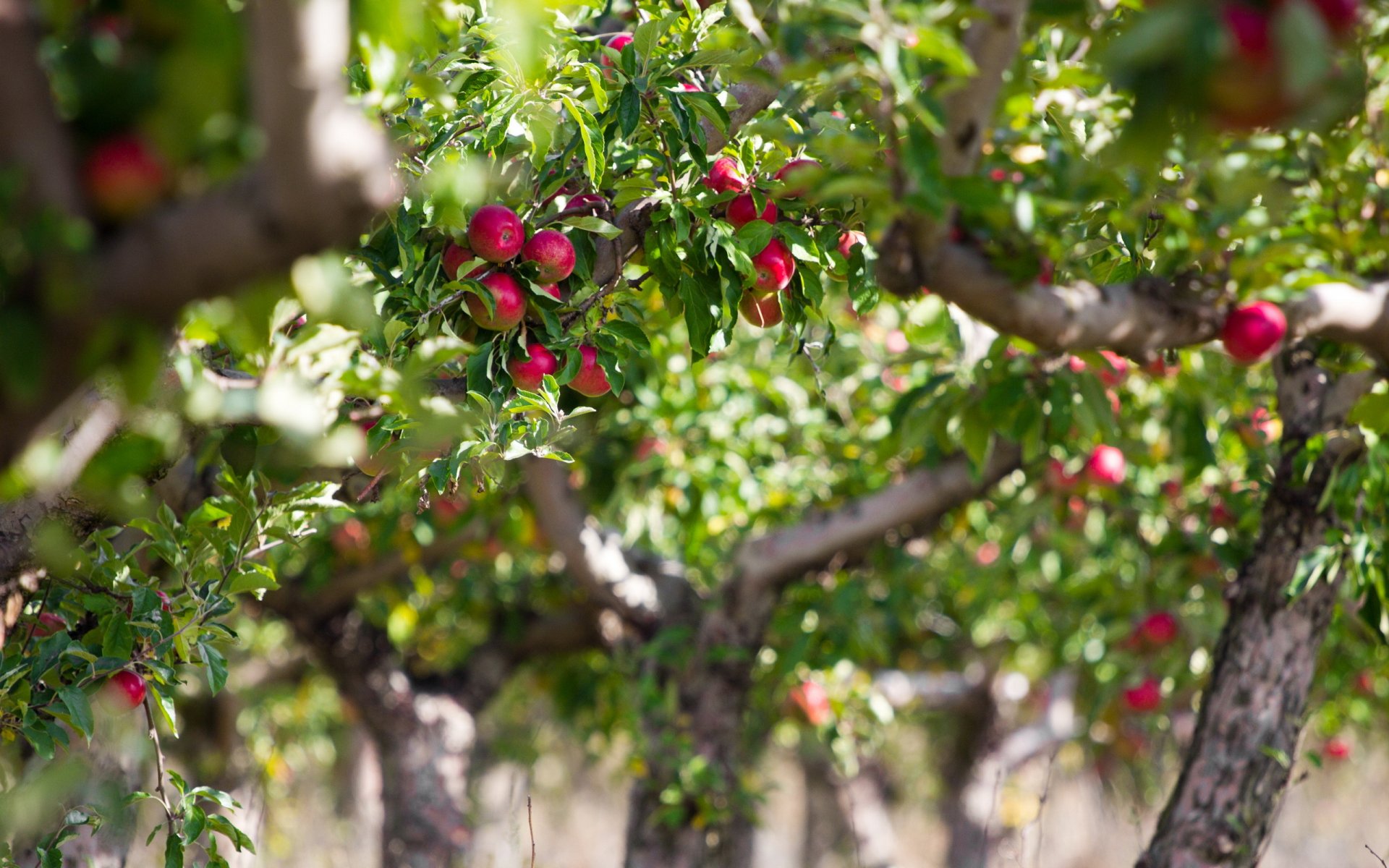 manzano manzanas naturaleza