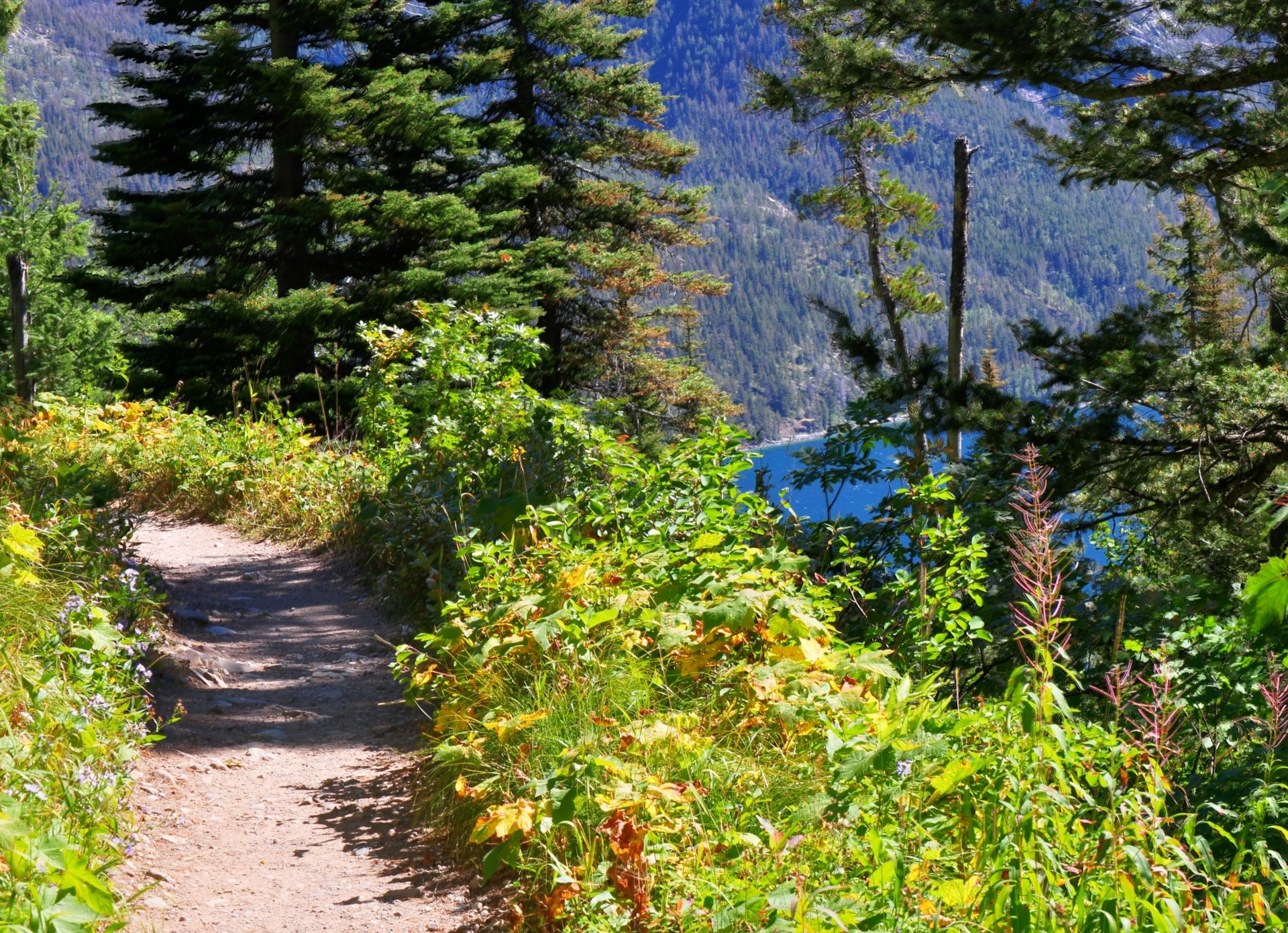 bergsee wald wanderweg natur