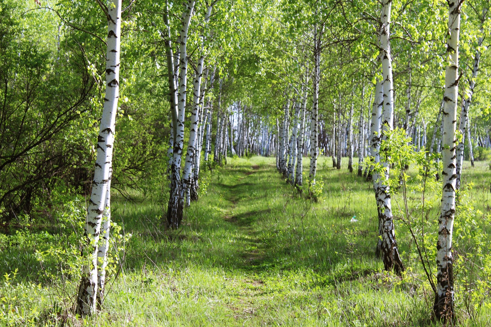 estate giorno foresta boschetto erba bellezza