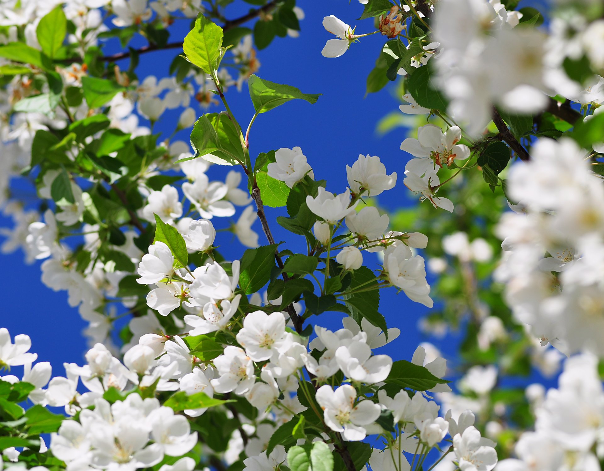 albero fioritura fiori frutta primavera