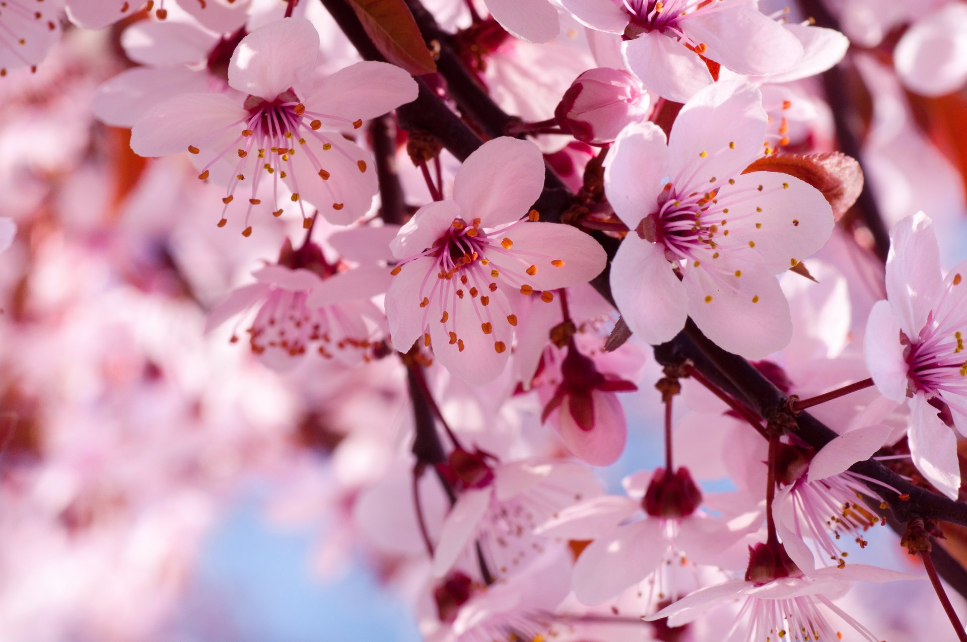 frühling zweig blumen kirsche