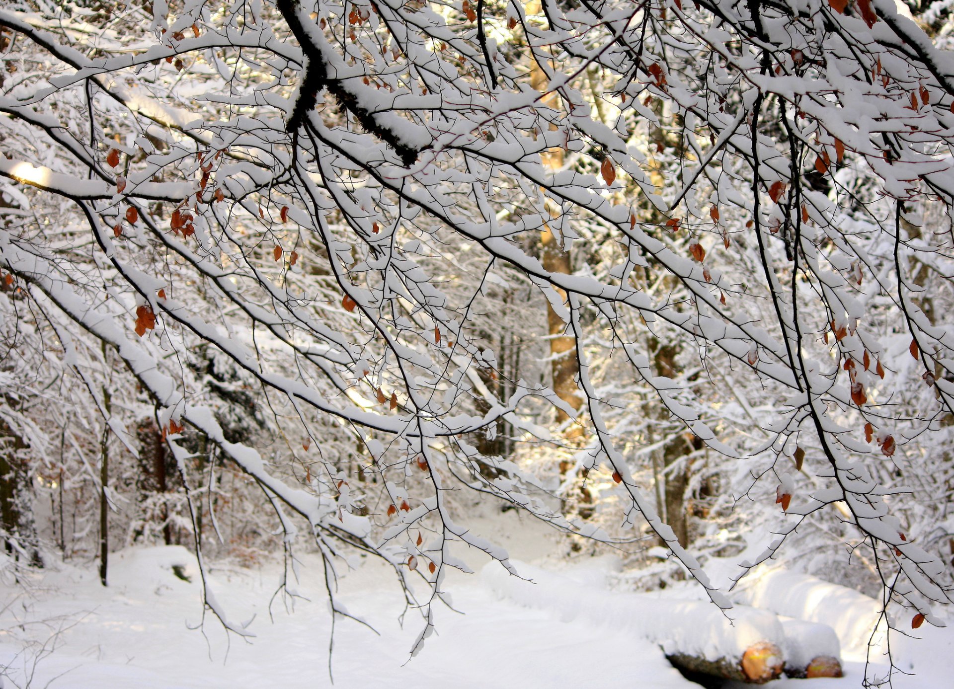 árboles ramas hojas nieve invierno bosque naturaleza