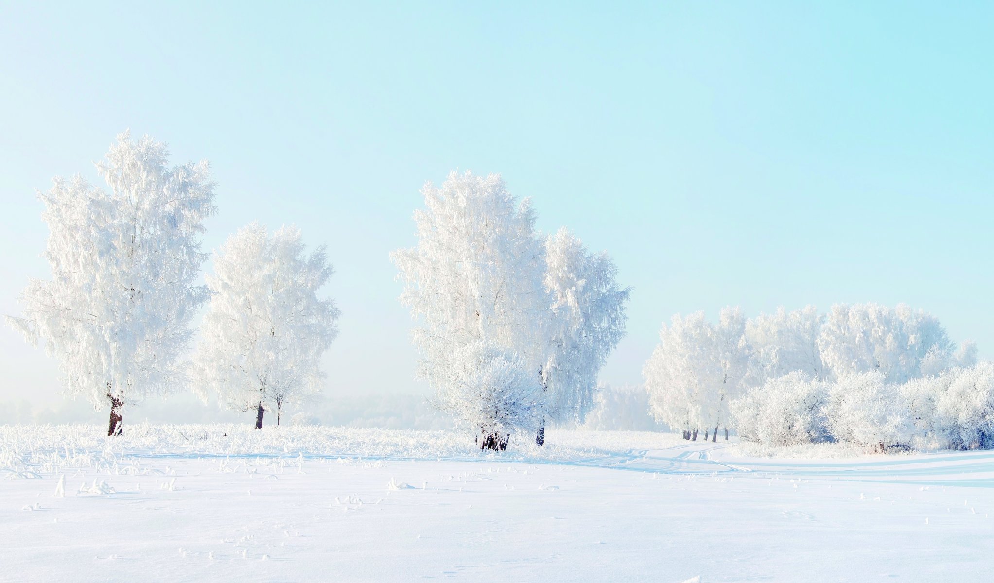 bäume frost winter schnee