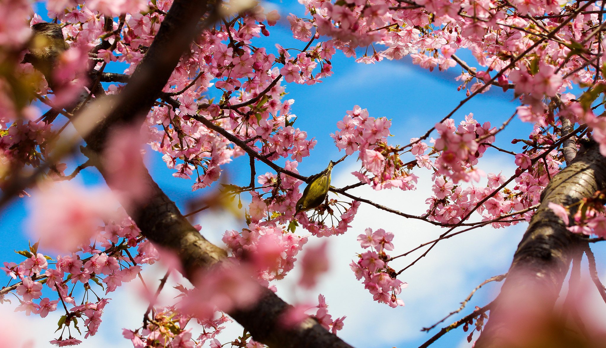 japonia tokio park drzewa sakura kwitnienie kwiaty różowy ptak gałęzie natura wiosna