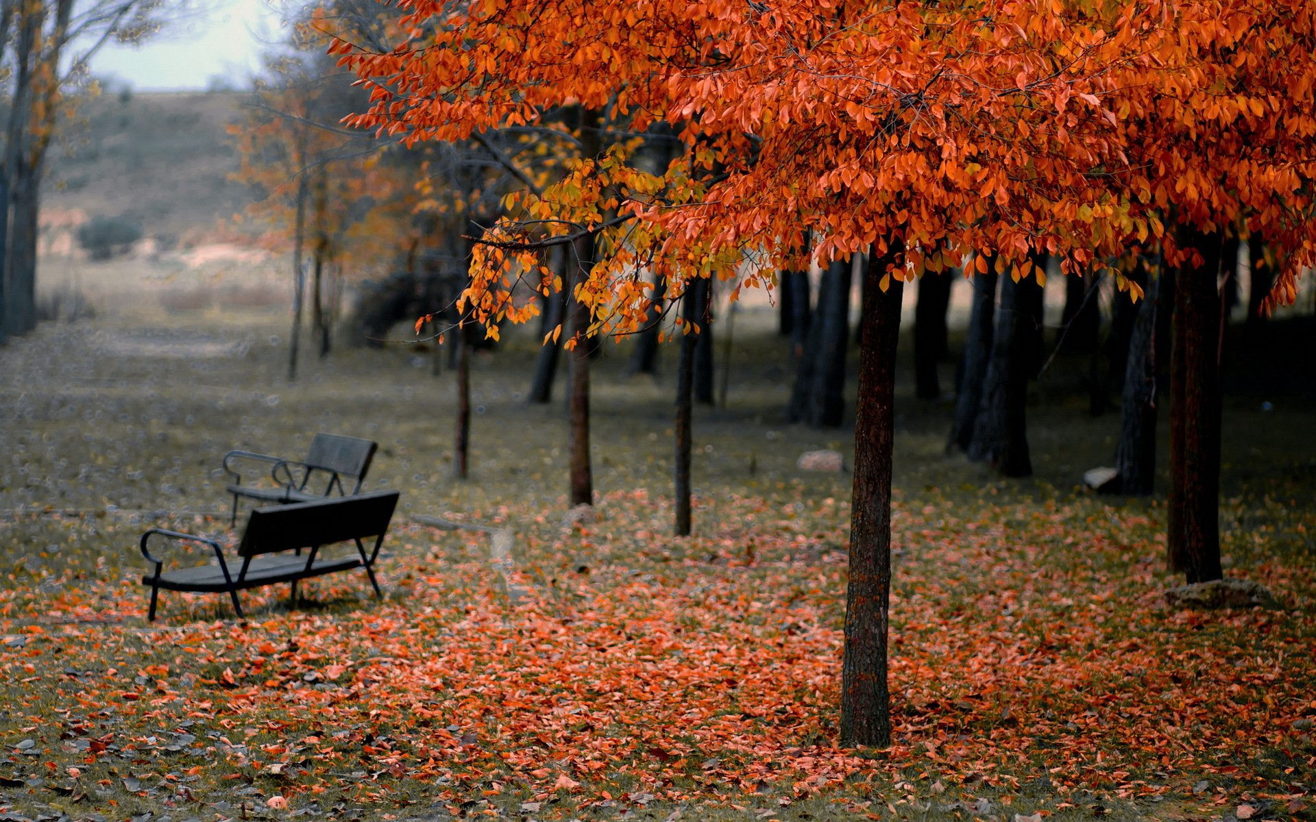 parc banc automne