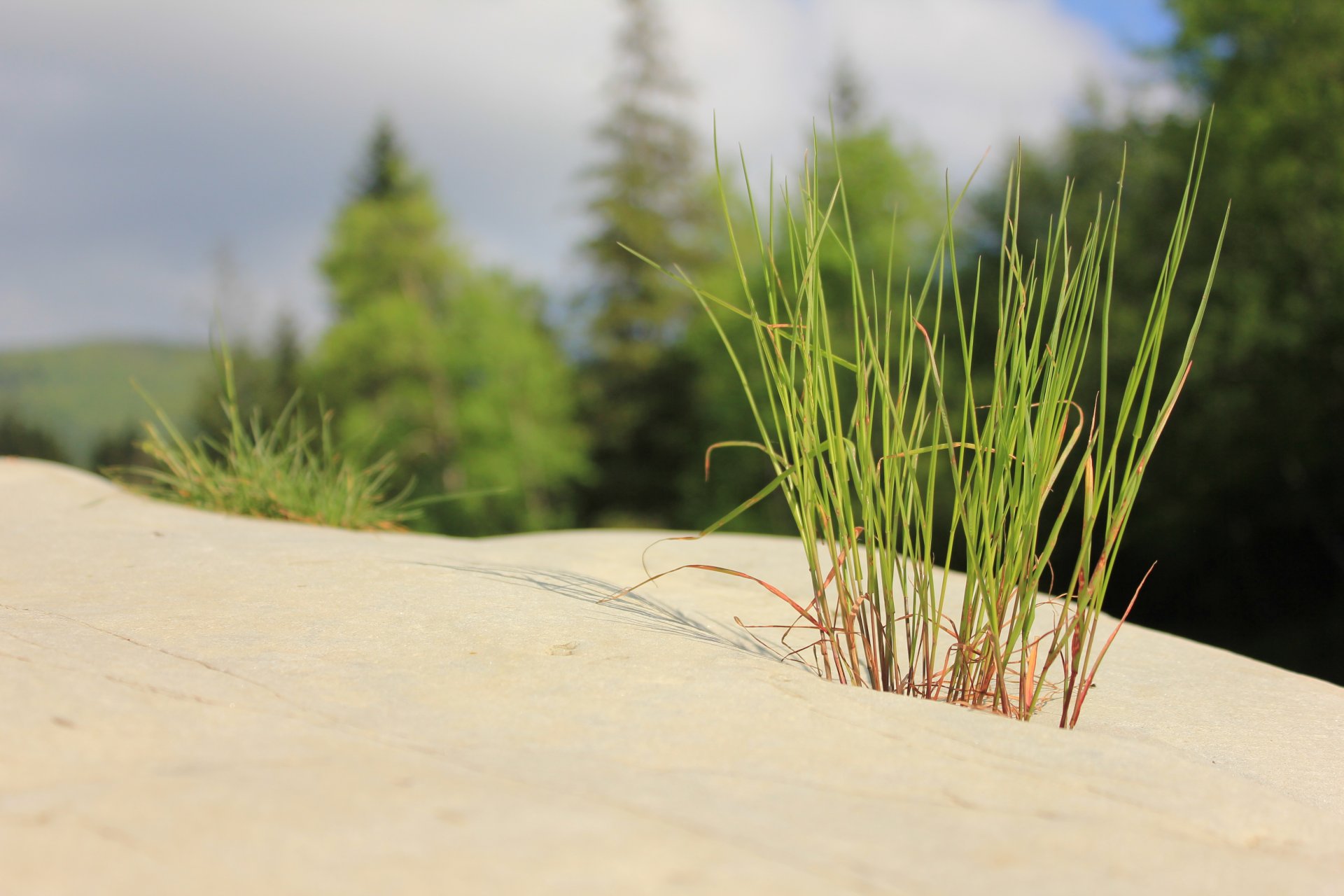 tones grass minimalism zen