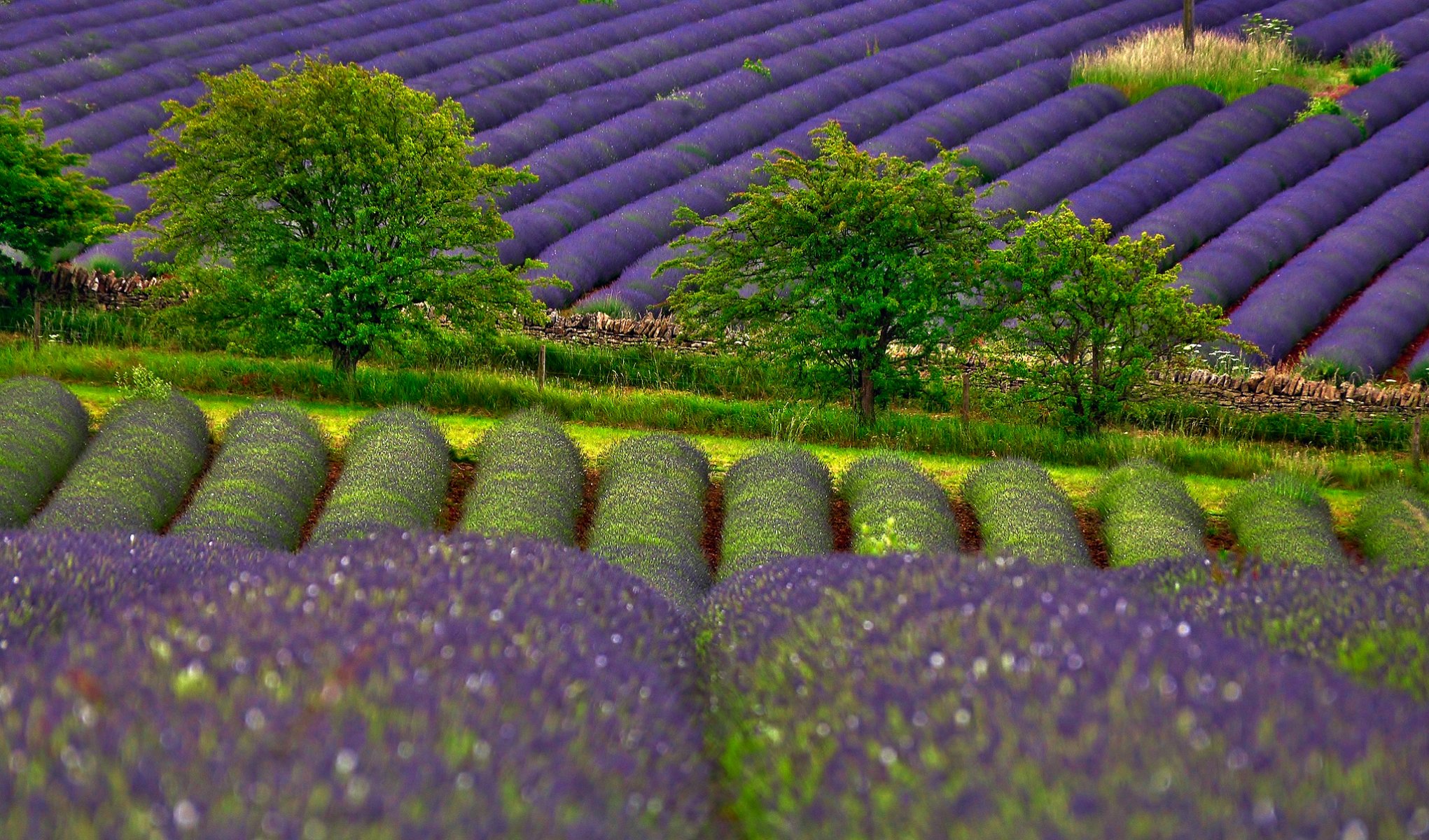 natura campi lavanda alberi