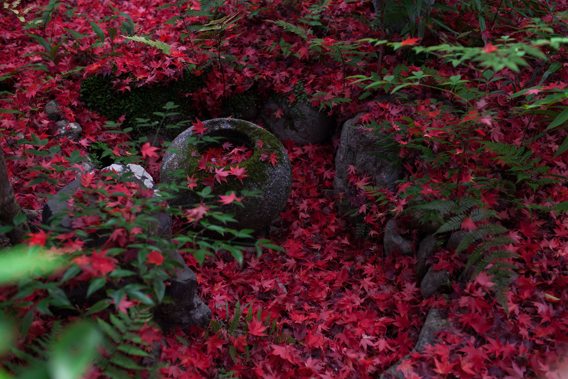 giappone kyoto natura autunno acero giapponese fogliame felce pietre muschio violatango fotografia