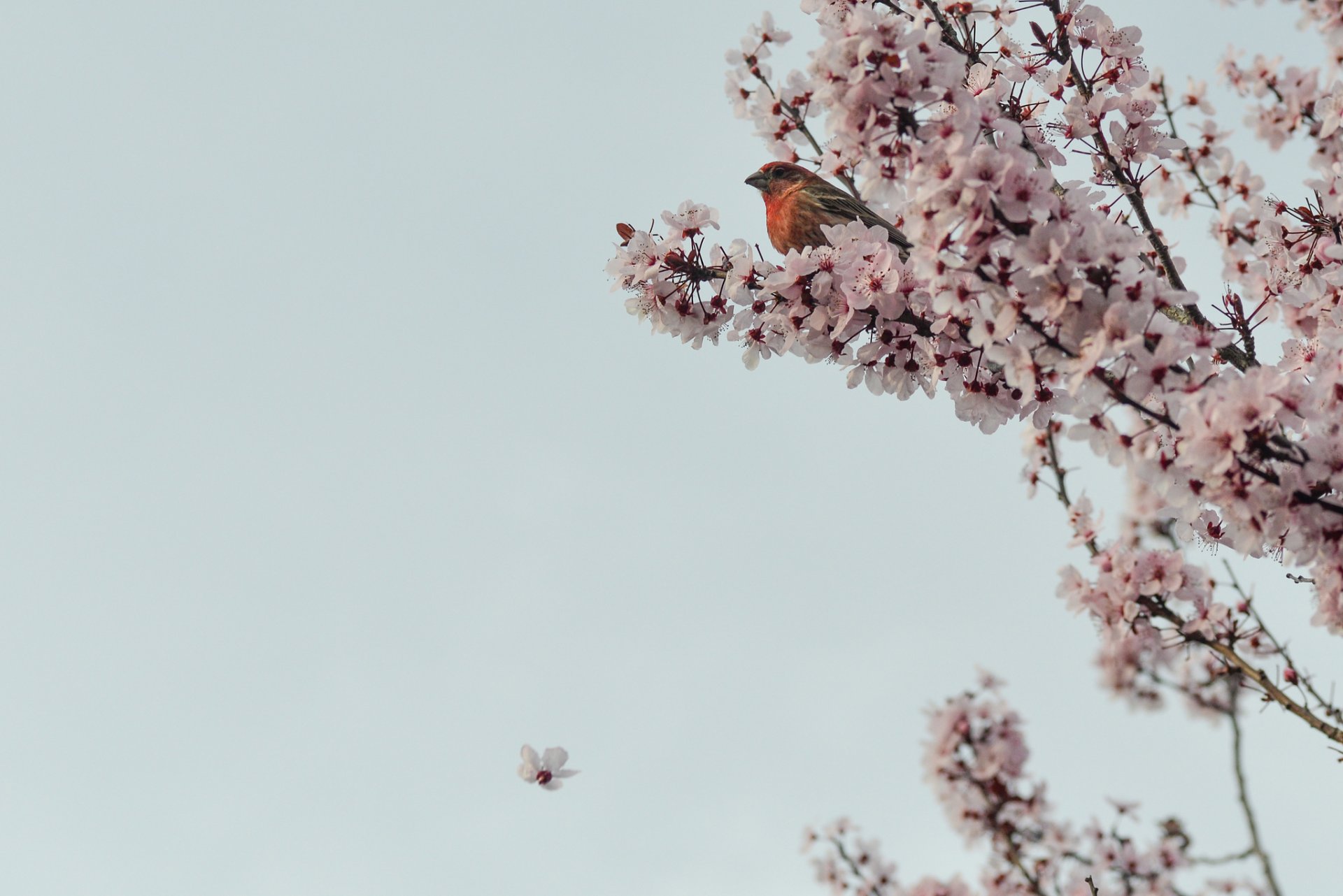 sakura kirsche baum zweige blumen vogel