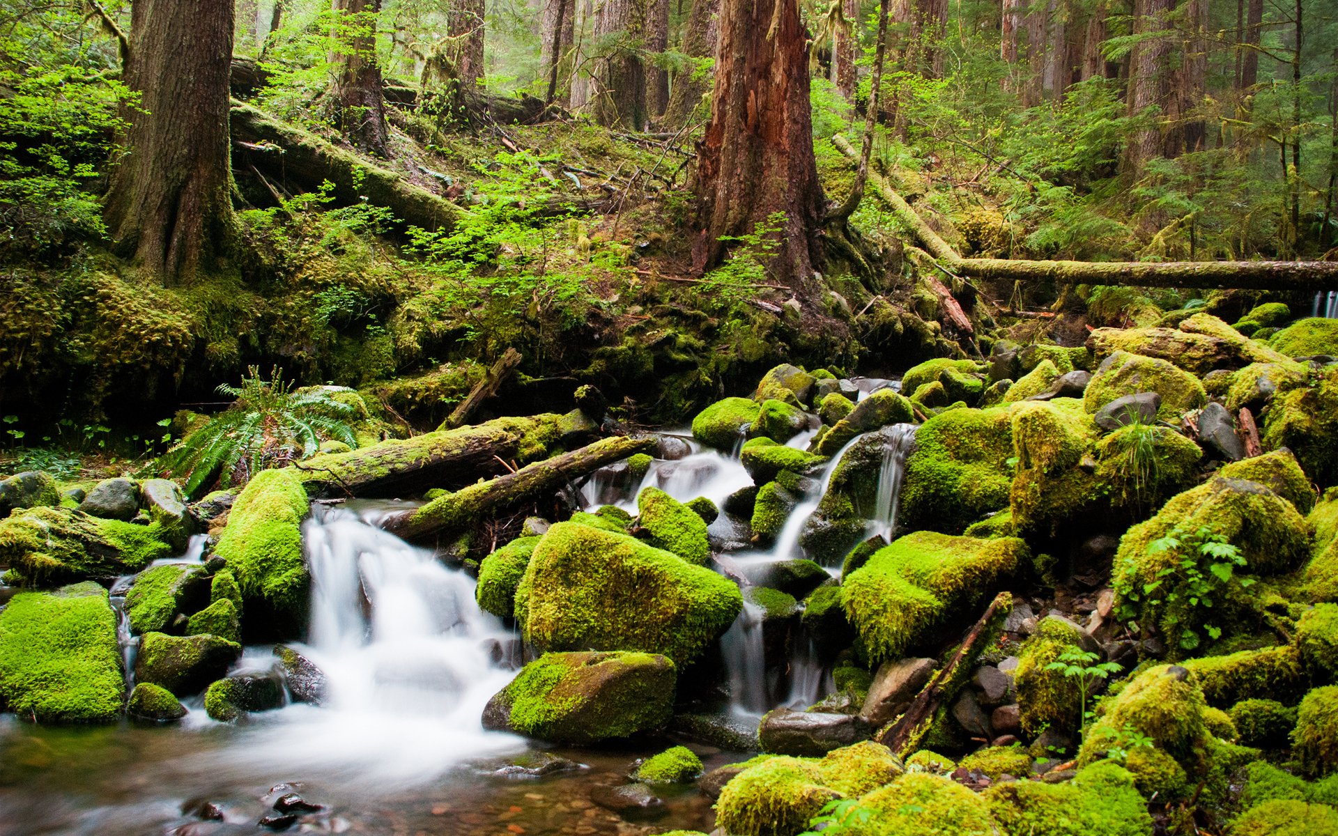 foresta fiume ruscello pietre muschio alberi boschetto