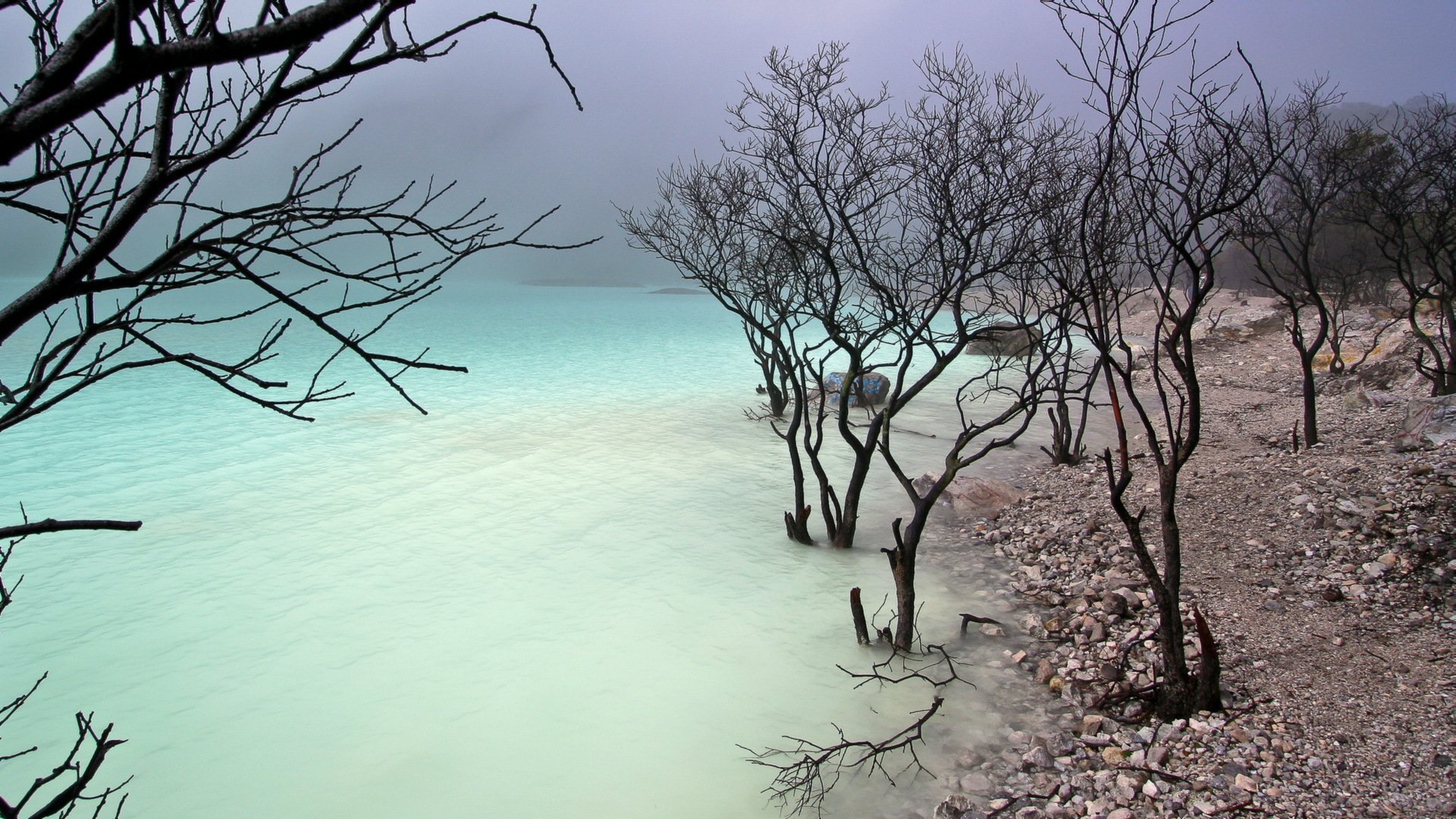 lago riva alberi natura