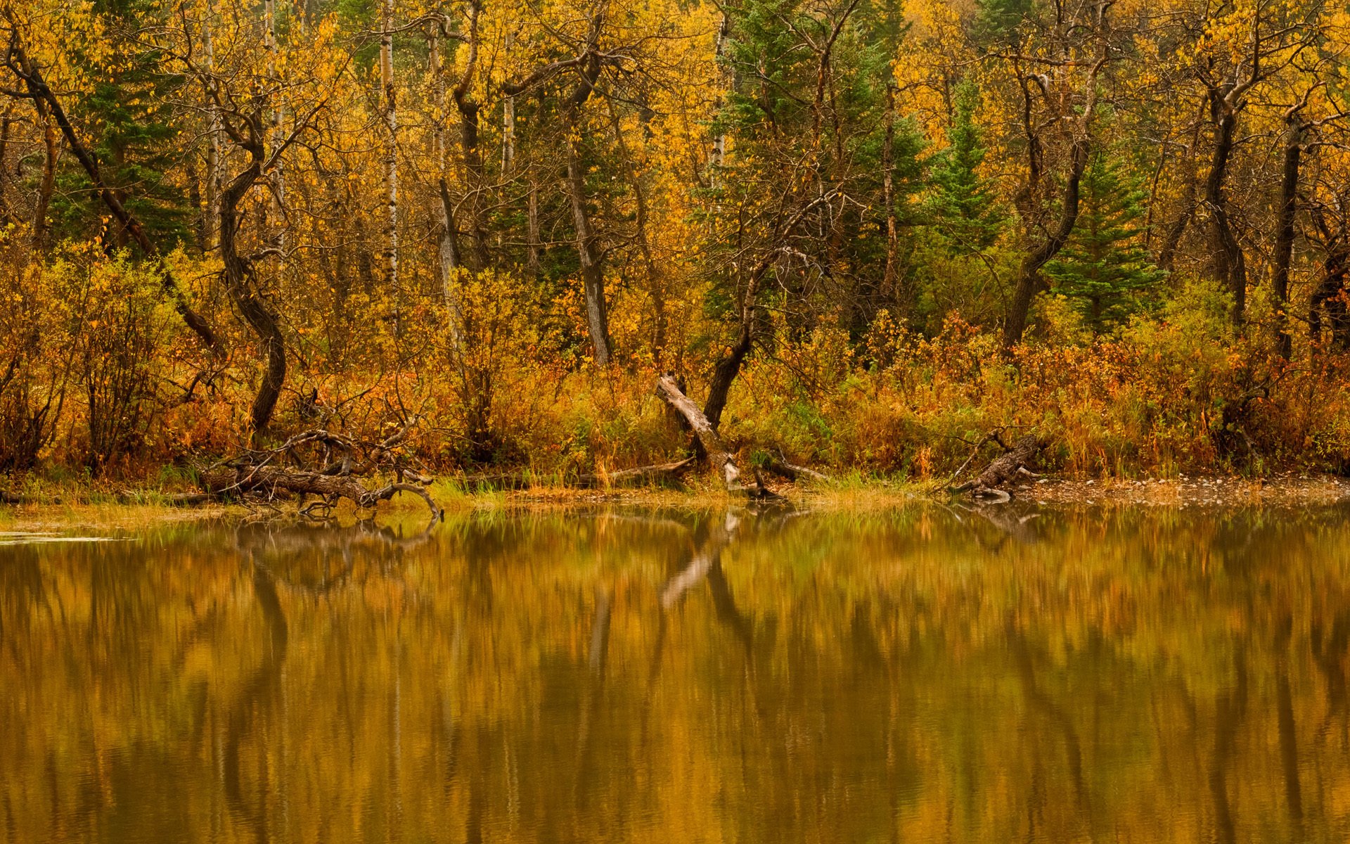 nature river tree forest water autumn