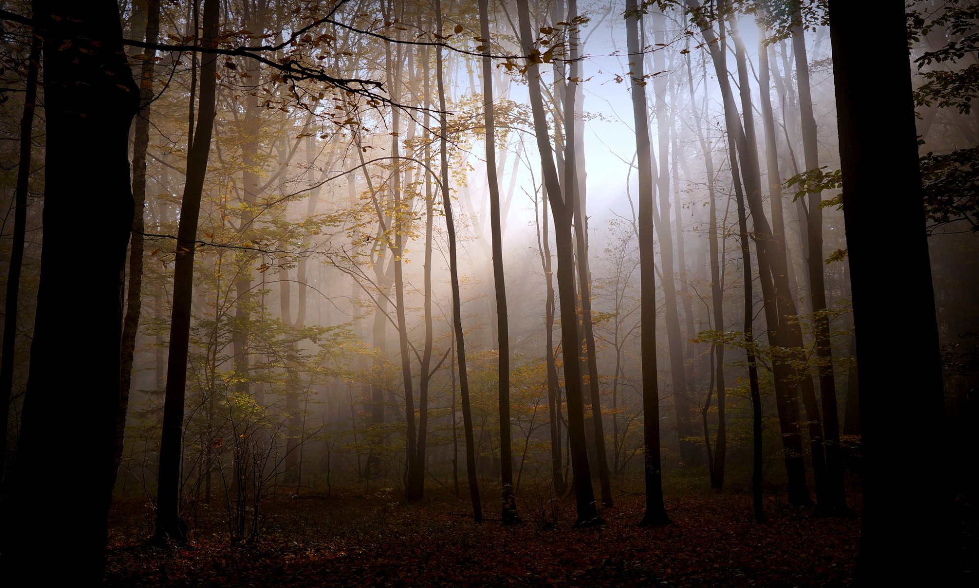 nature forêt obscurité lumière automne