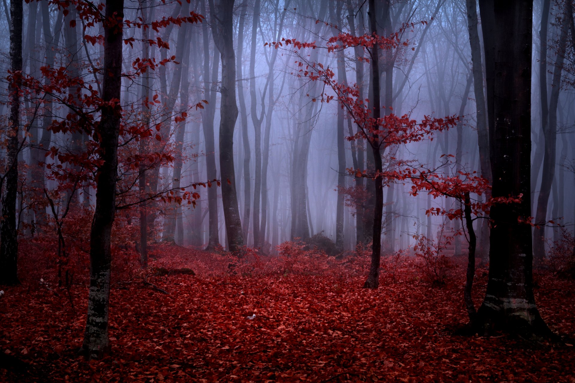 wald nebel herbst bäume zweige blätter weinrot rot natur