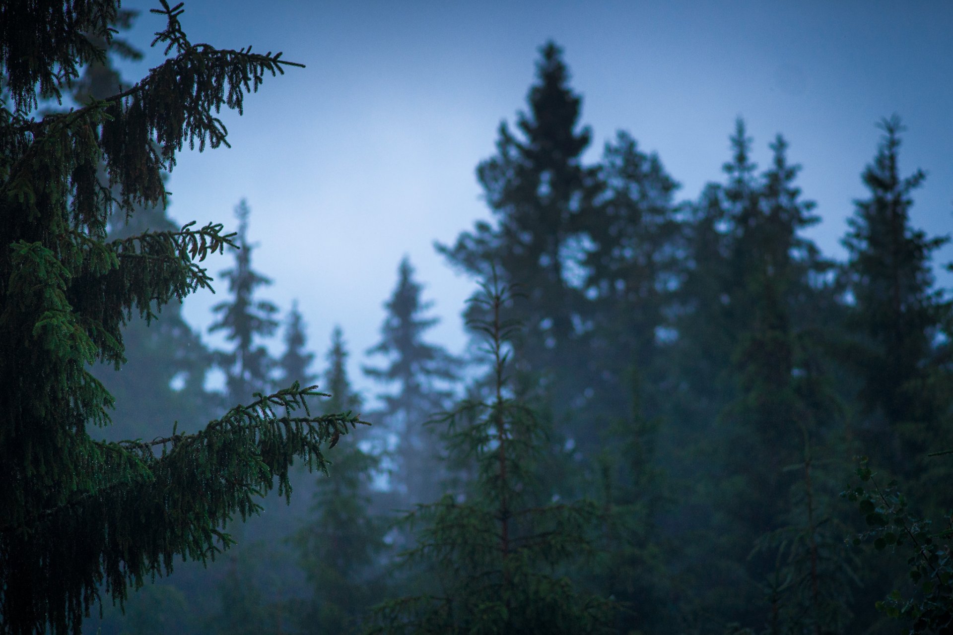 finlandia naturaleza bosque después lluvia verano jaakko paarvala fotos