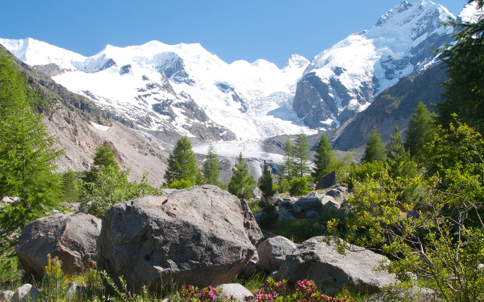 montagne cime neve pietre erba fiori