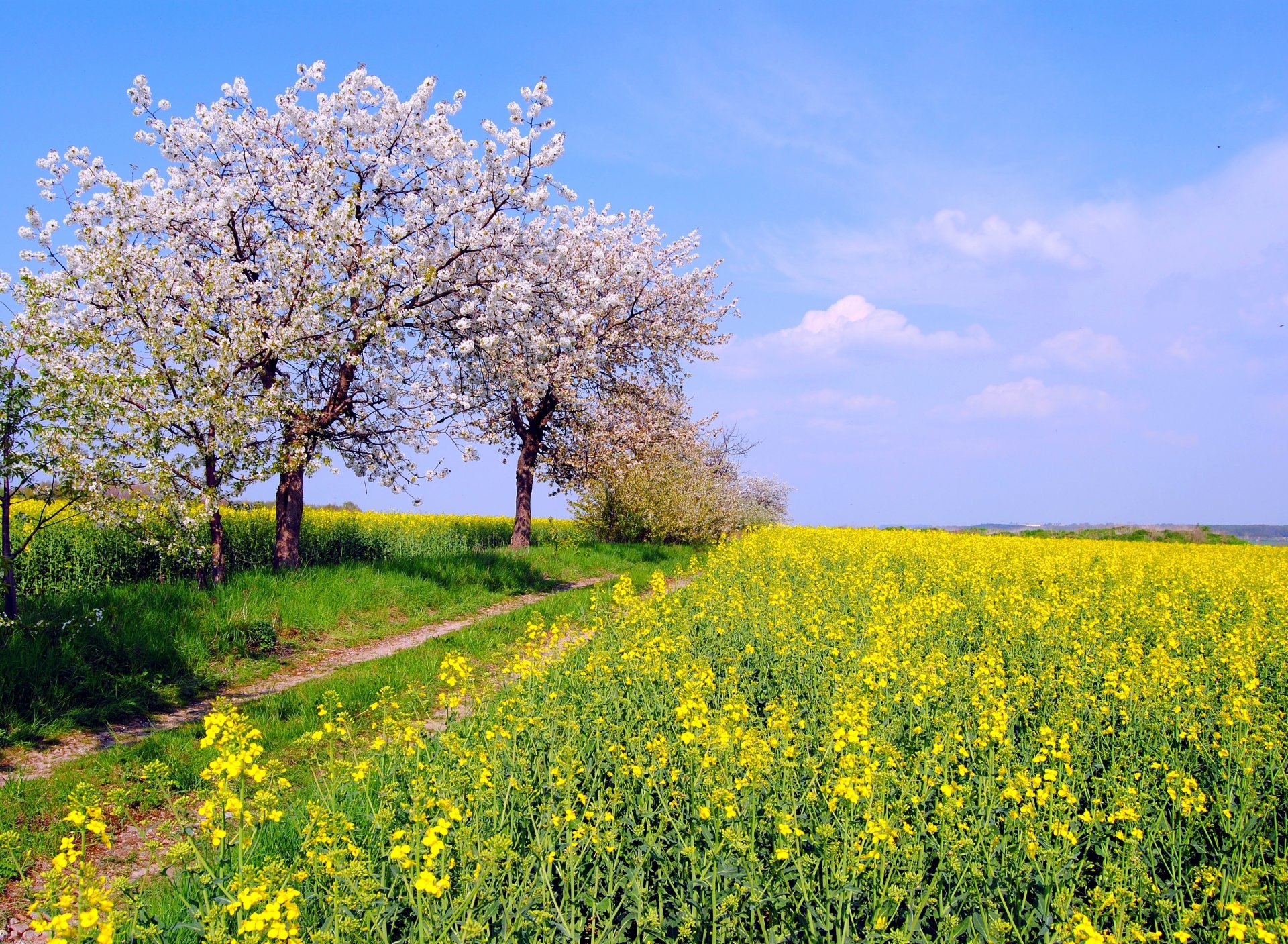 natur deutschland frühling mai feld raps bäume farbe himmel hans vaupel