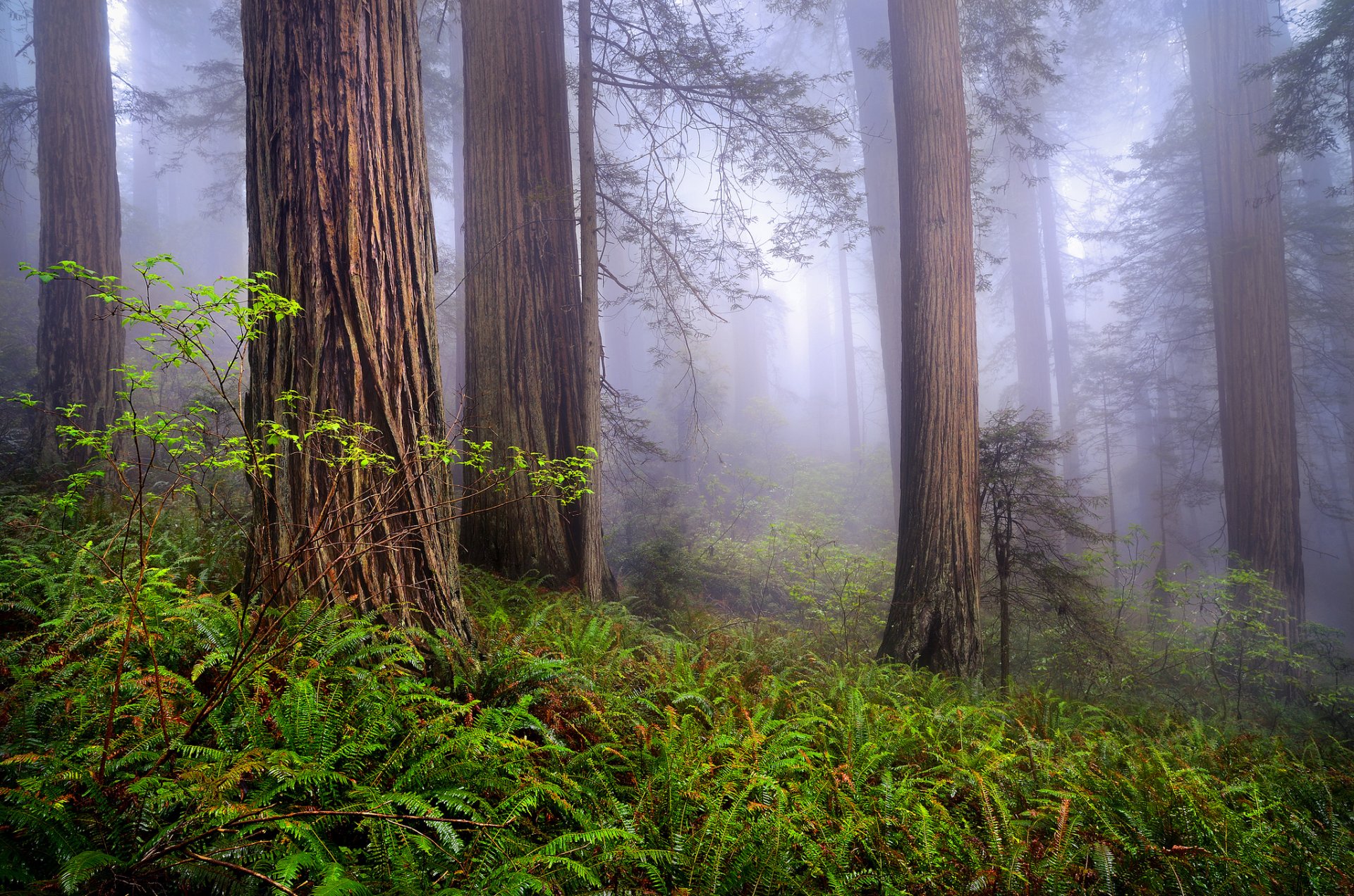 nature états-unis californie séquoias matin forêt brouillard printemps rob mclean