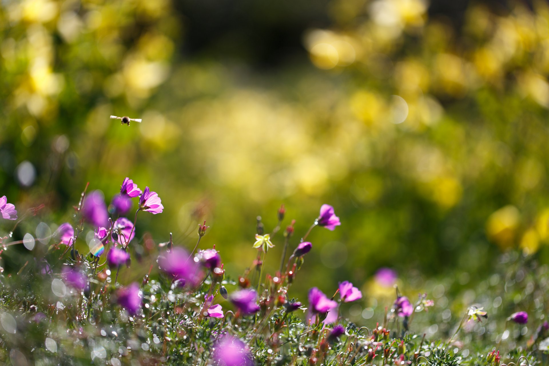 nature fleurs bourdon été herbe