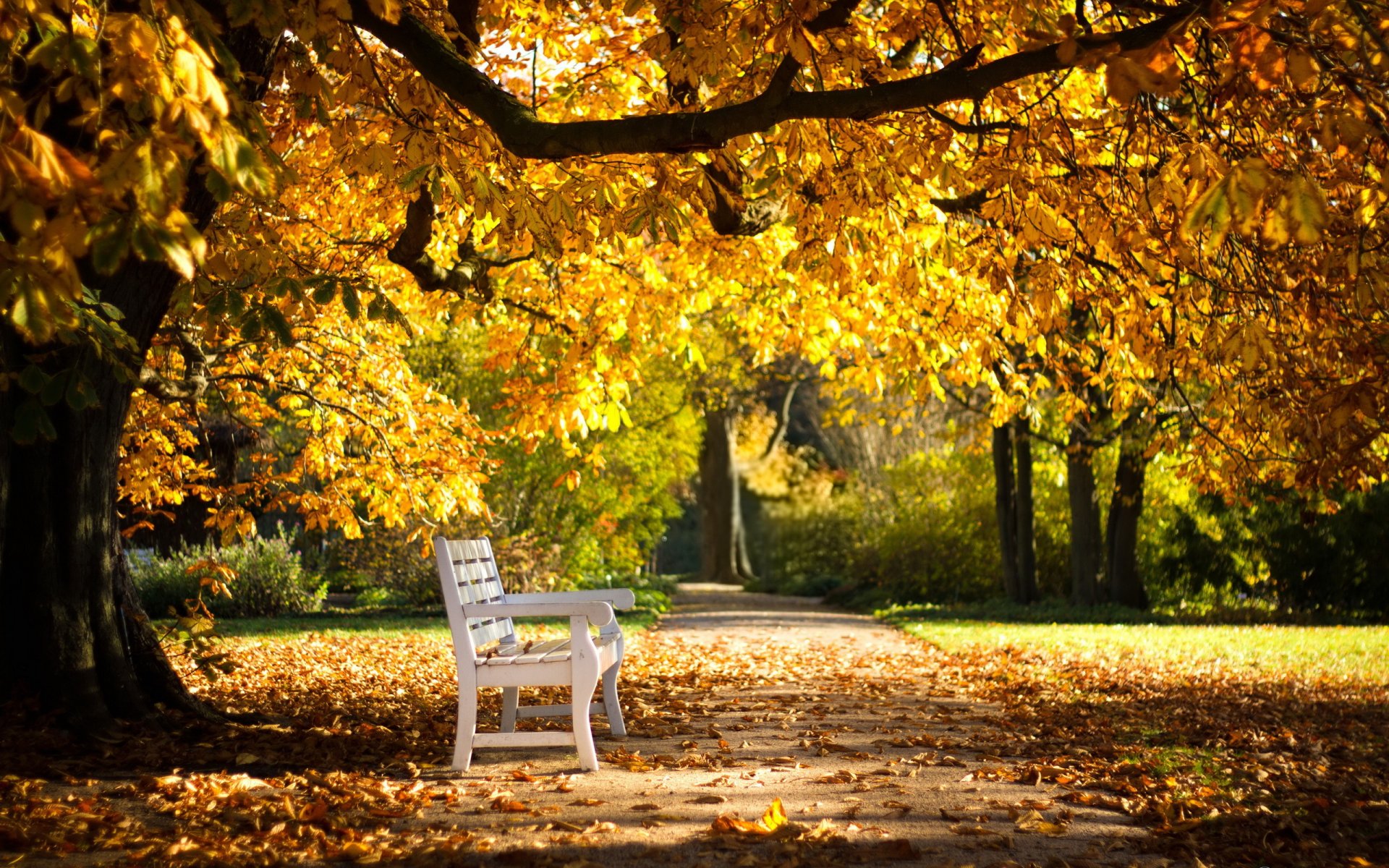 parque banco otoño