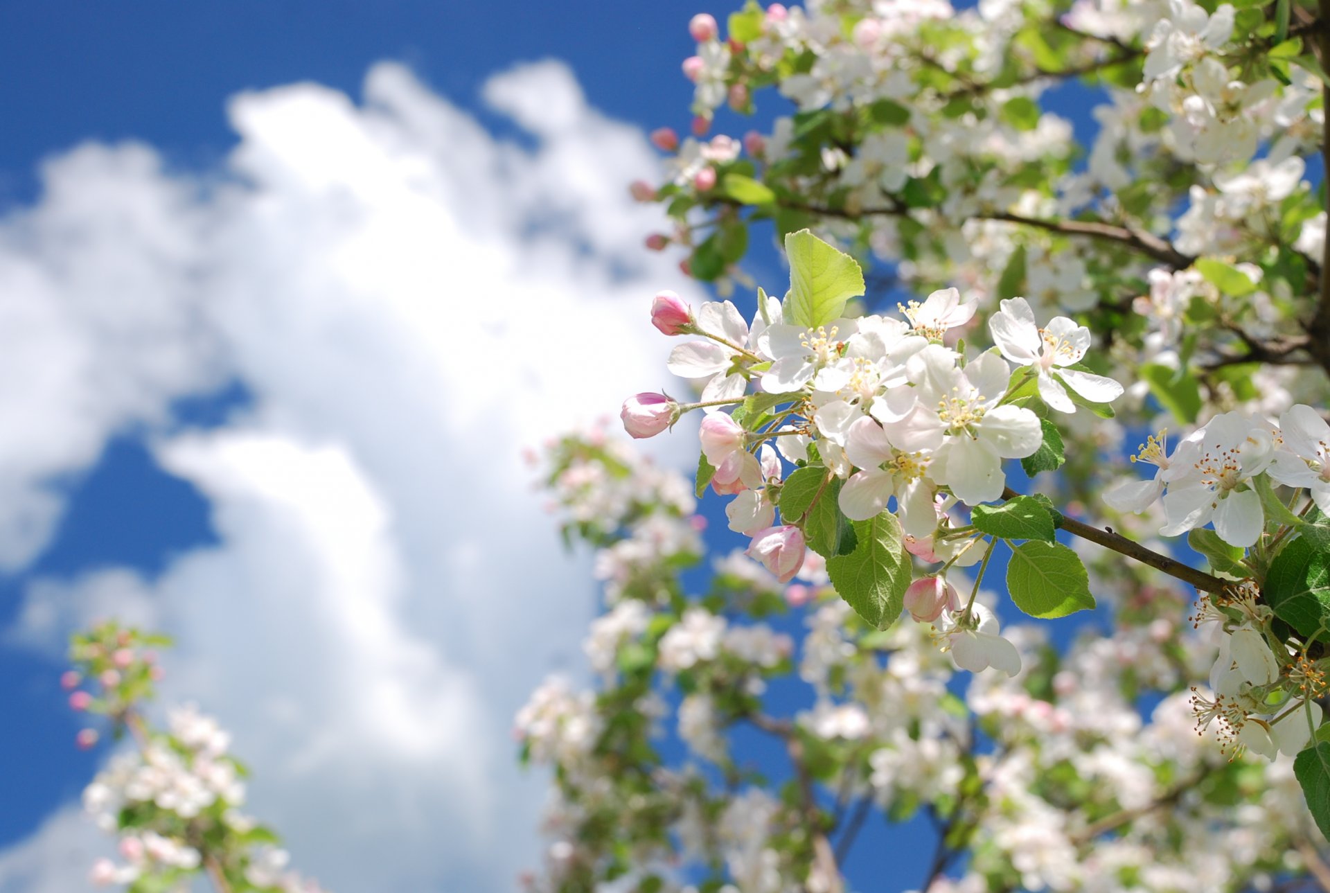 primavera árbol manzano rama color cielo nubes