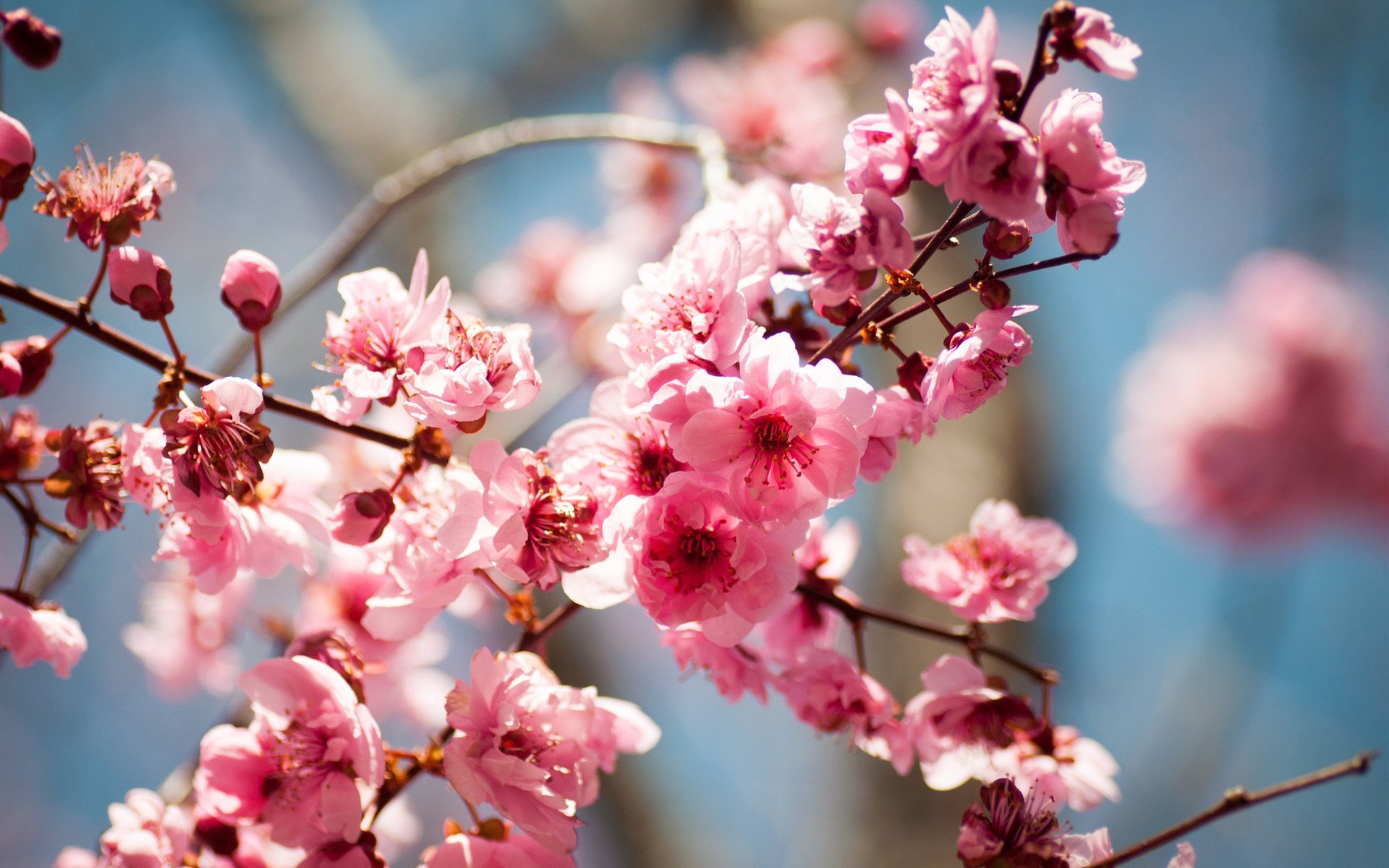 árbol floración flores primavera frutal