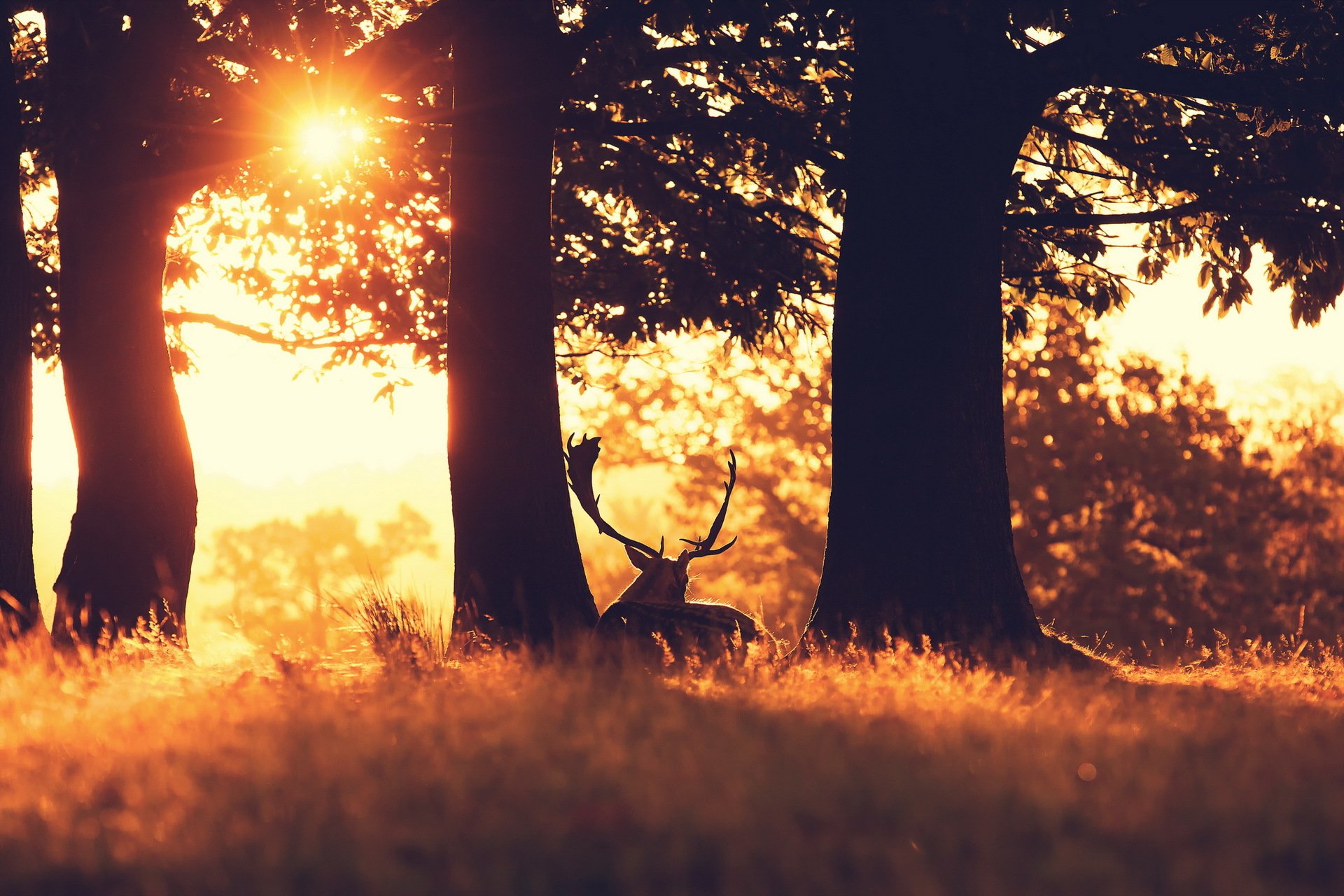 zachód słońca las jeleń natura