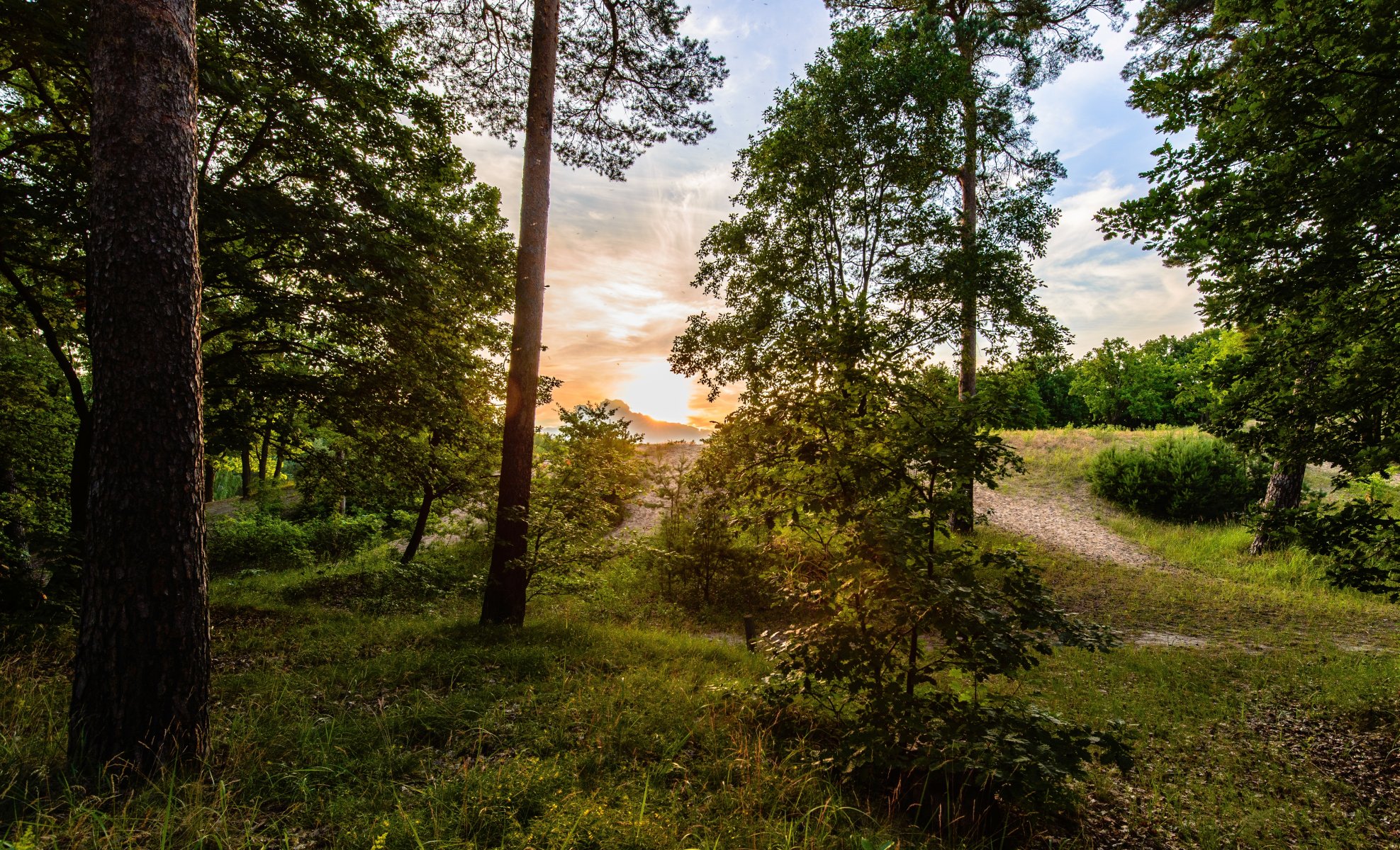 wald bäume laub gras fußweg sonne sonnenaufgang himmel wolken