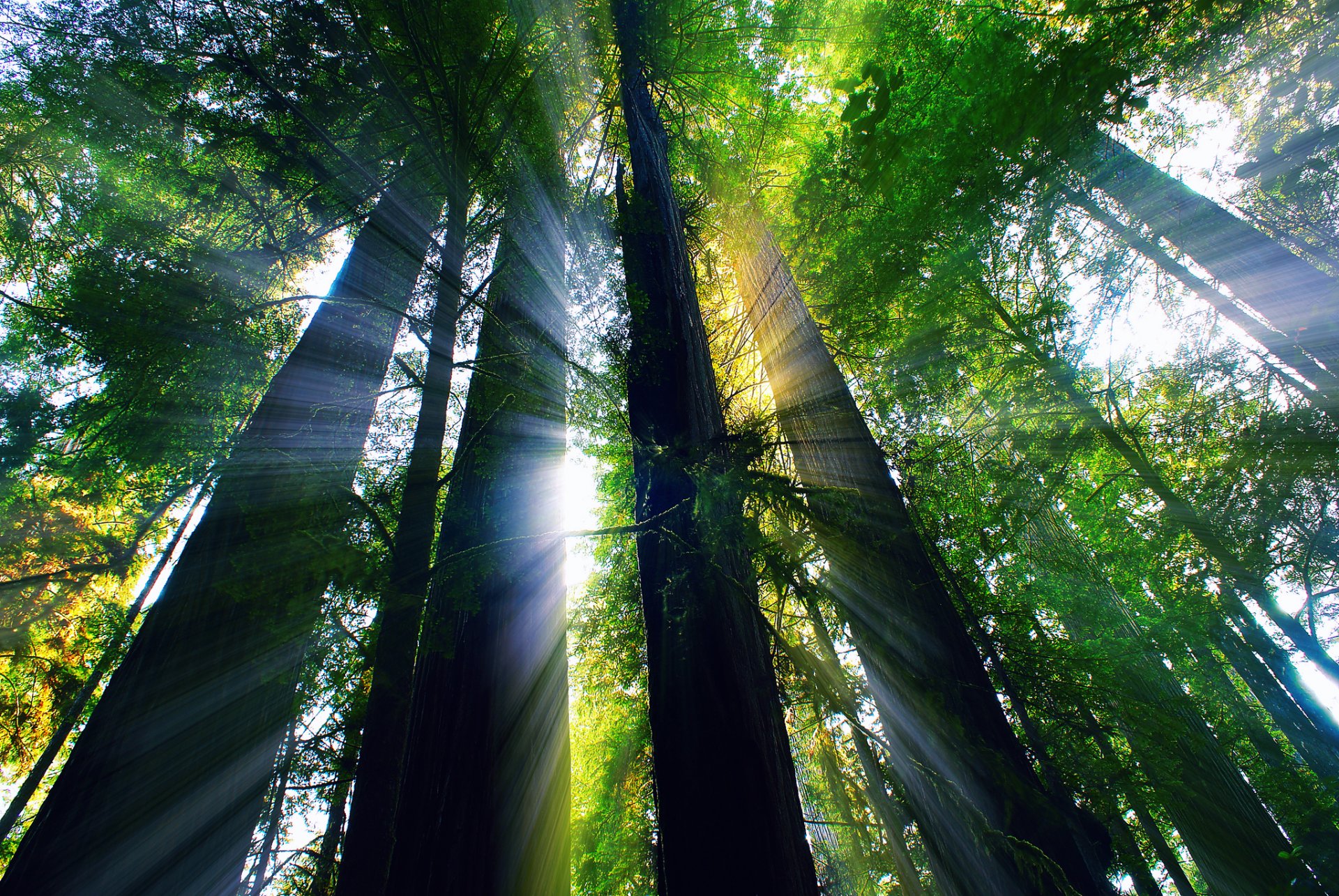 united states california forest light rays summer august