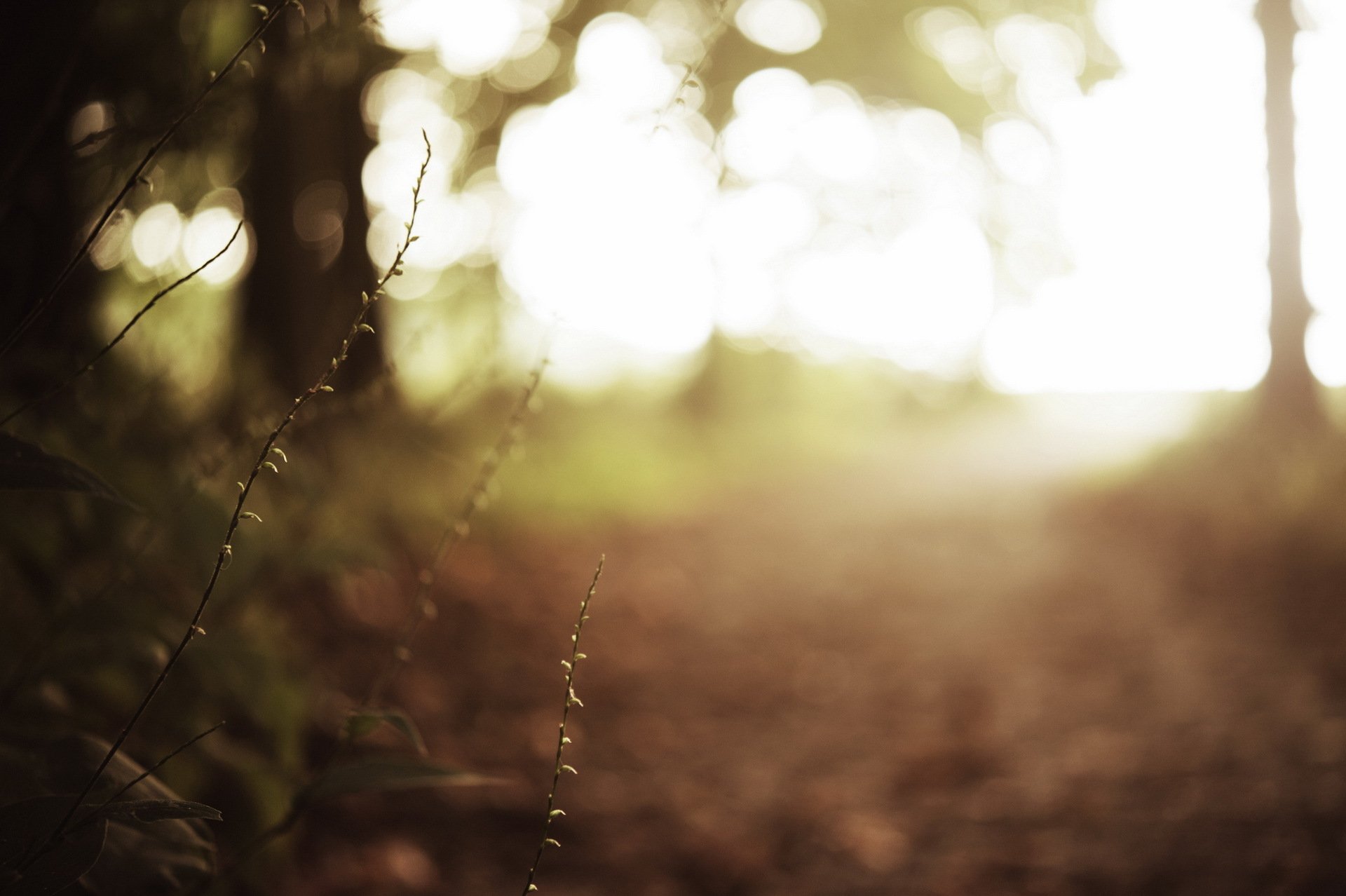 grass nature close up